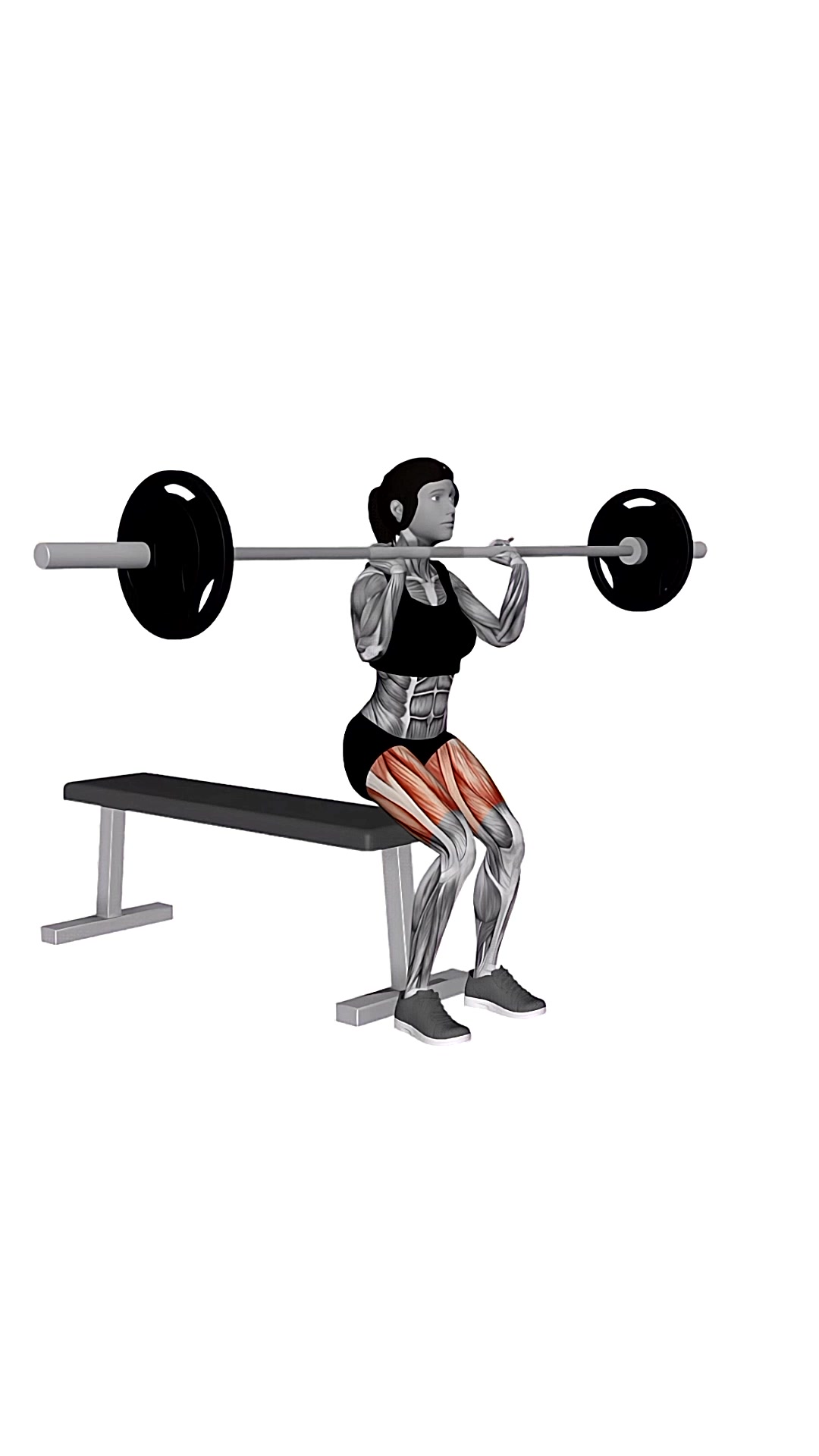 Barbell Front Bench Squat