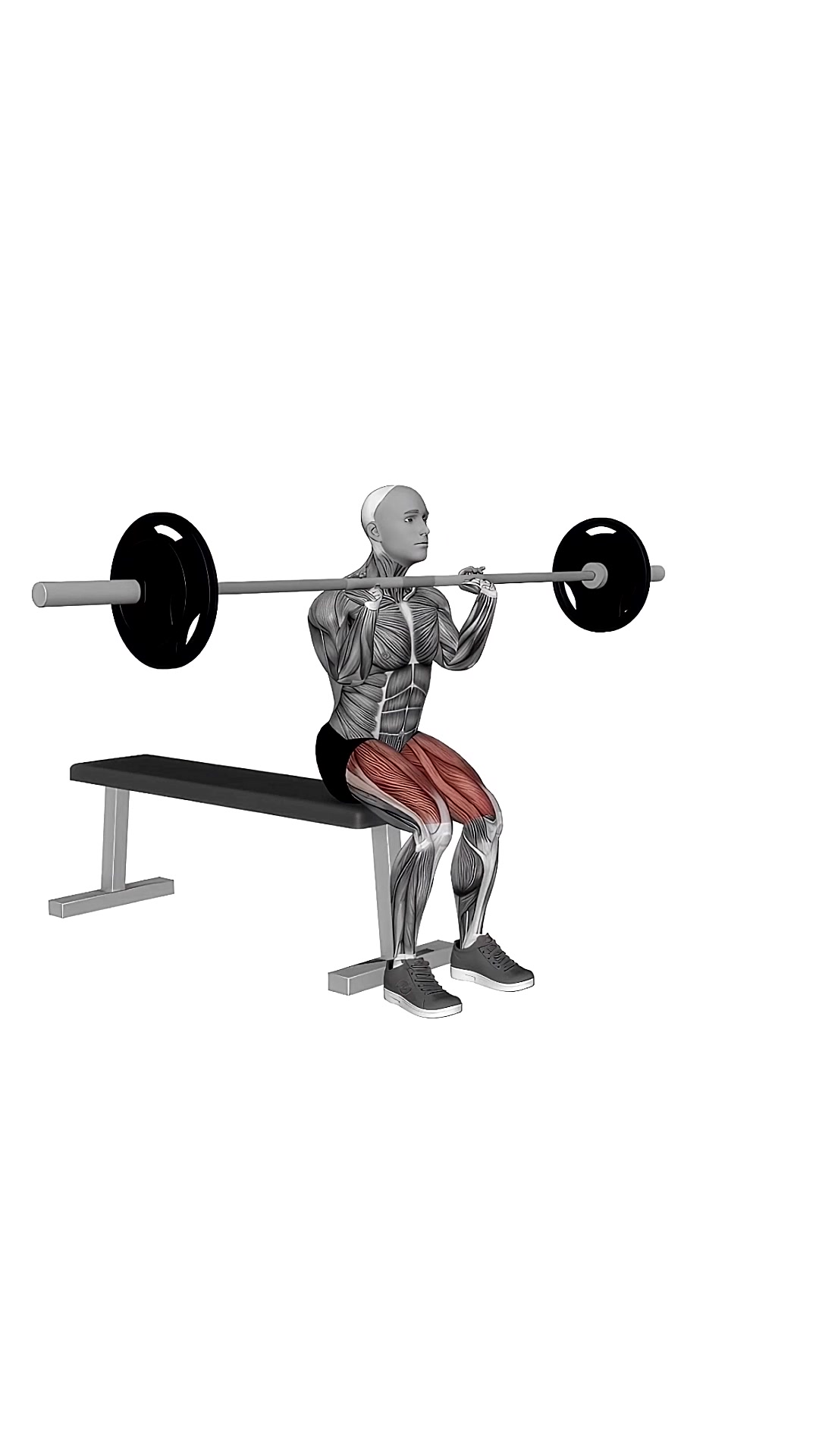 Barbell Front Chest Bench Squat