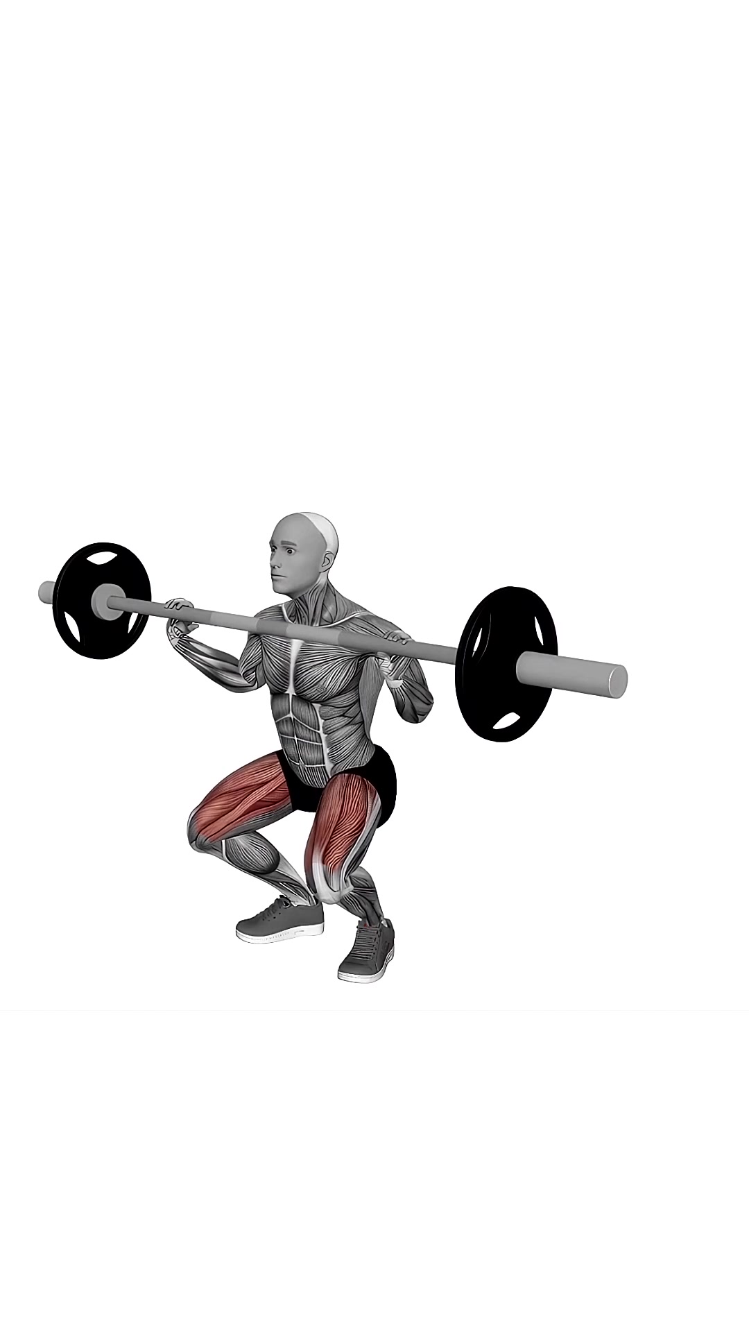 Barbell Front Chest Squat