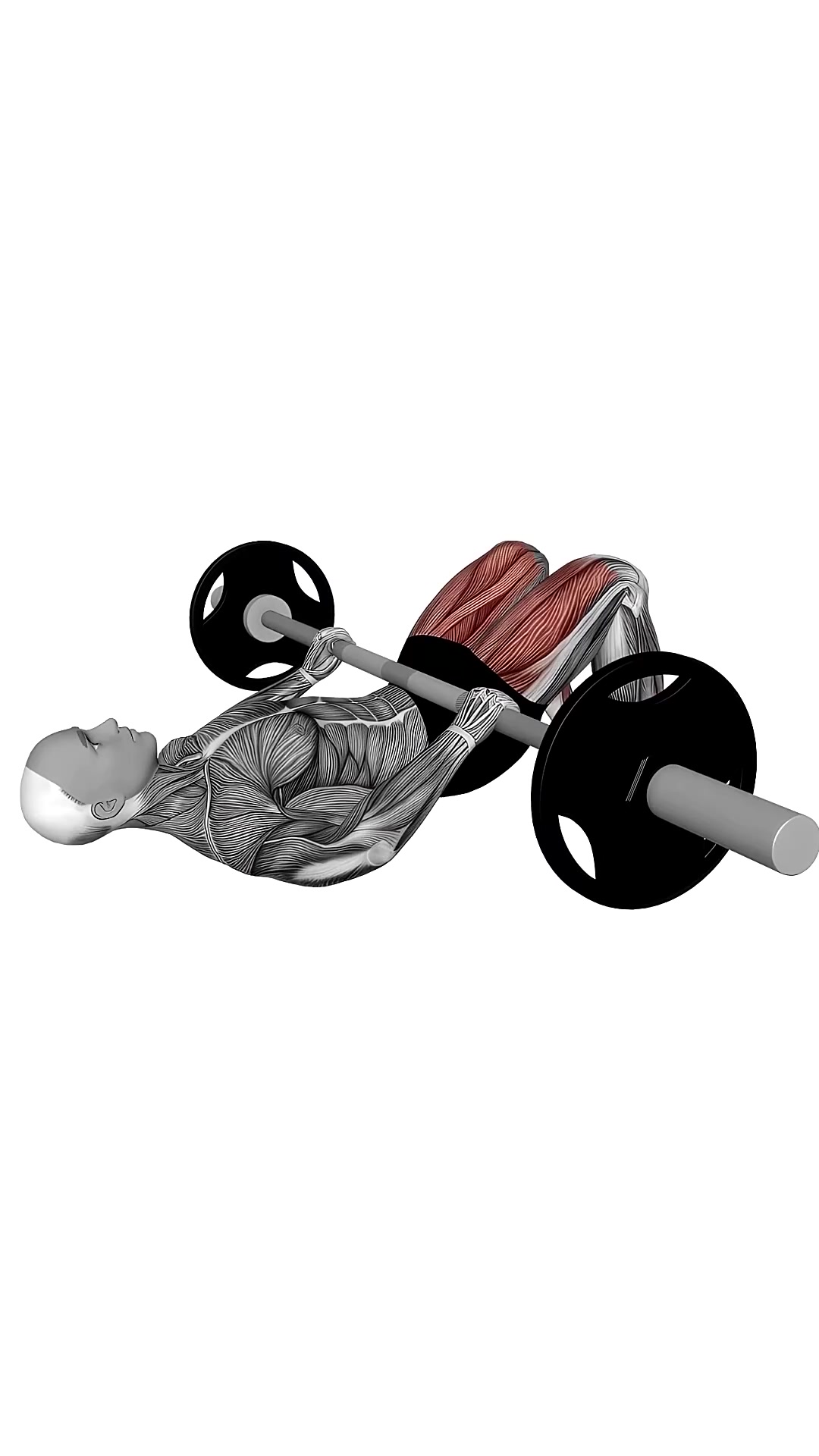 Barbell Glute Bridge