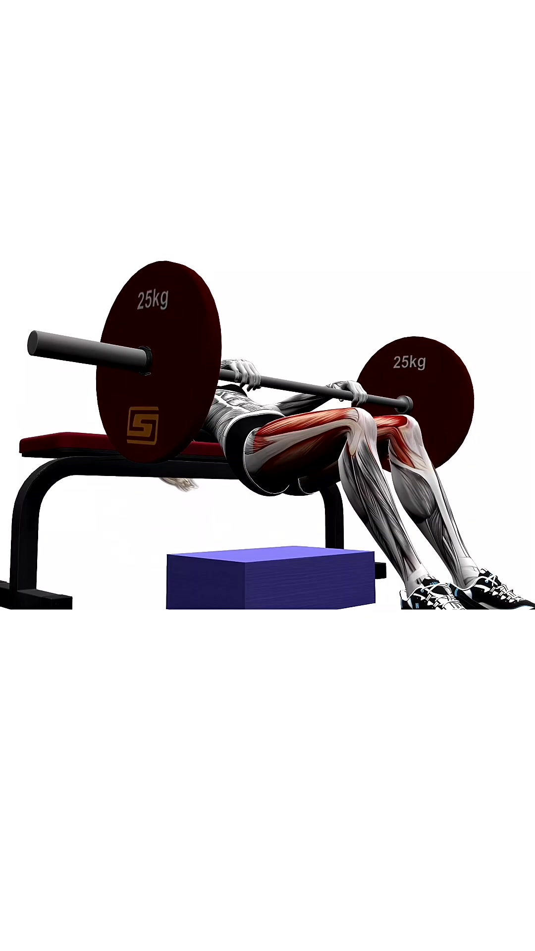 Barbell Hip Thrust