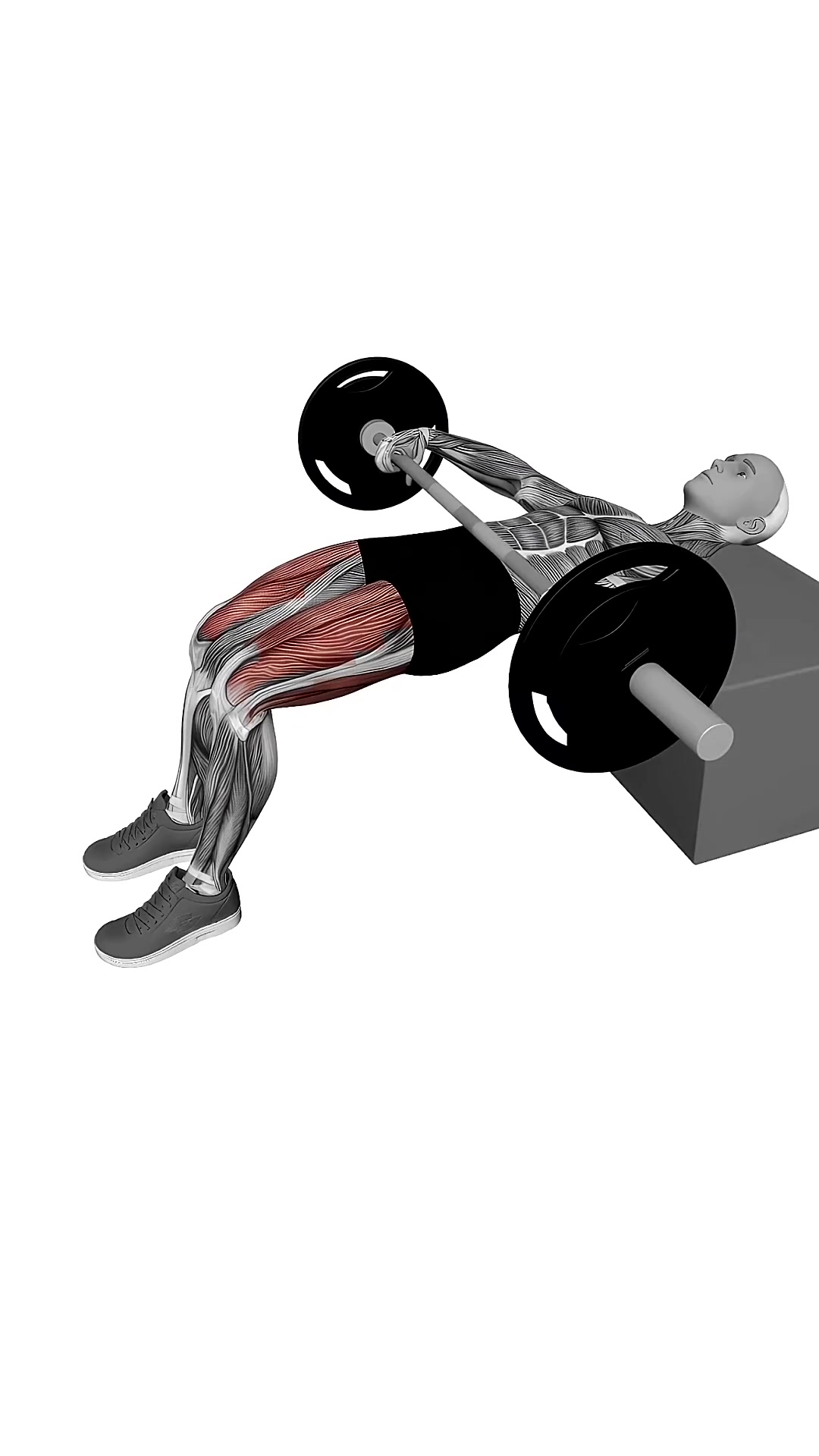 Barbell Kas Glute Bridge