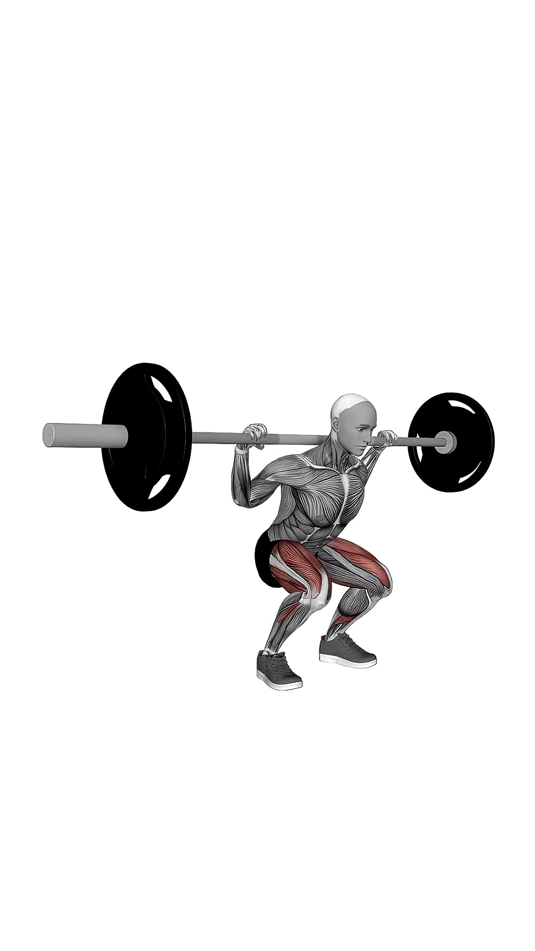 Barbell Low Bar Squat