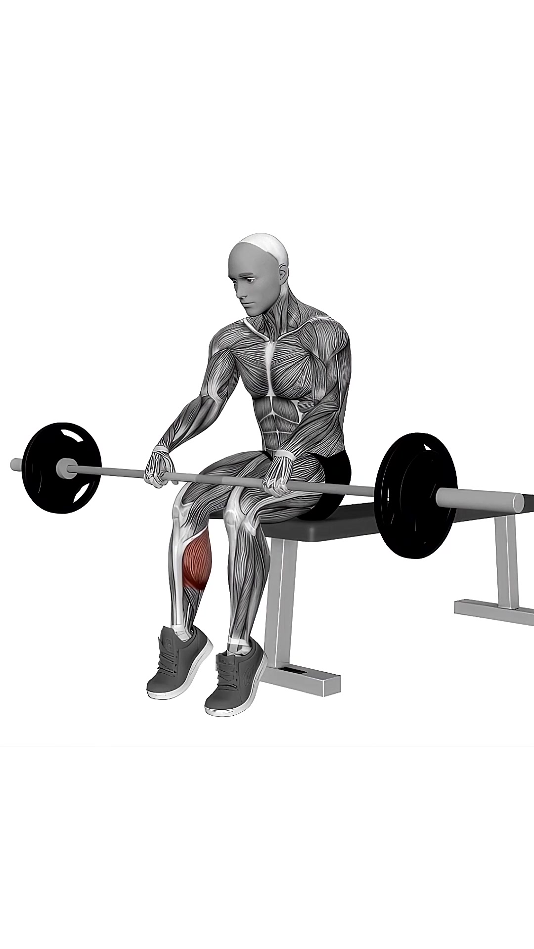 Barbell Seated On Knee Calve Raises