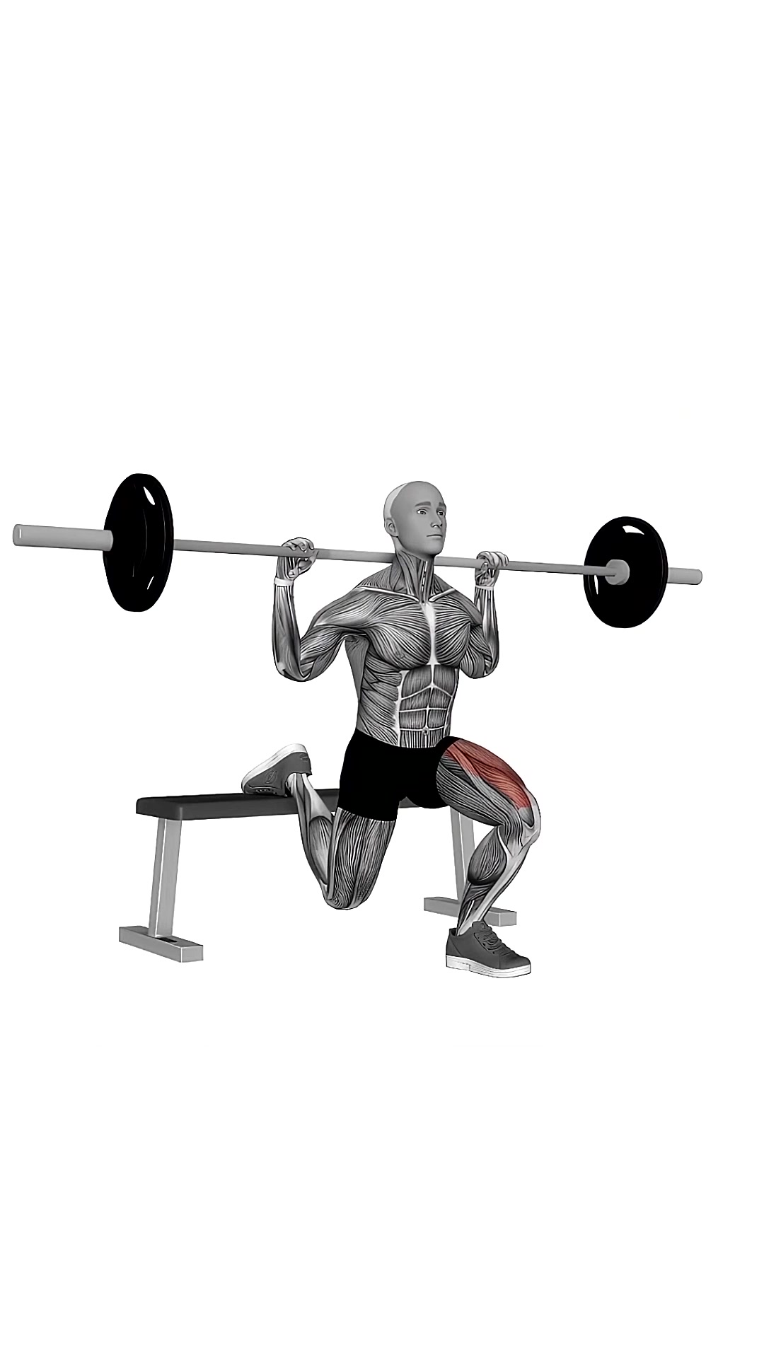 Barbell Single Leg Split Squat