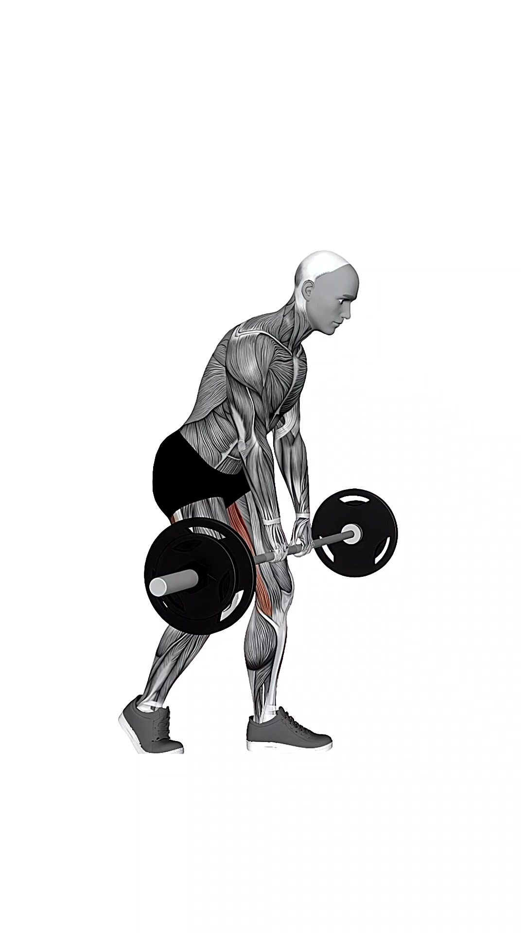 Barbell Staggered Deadlift