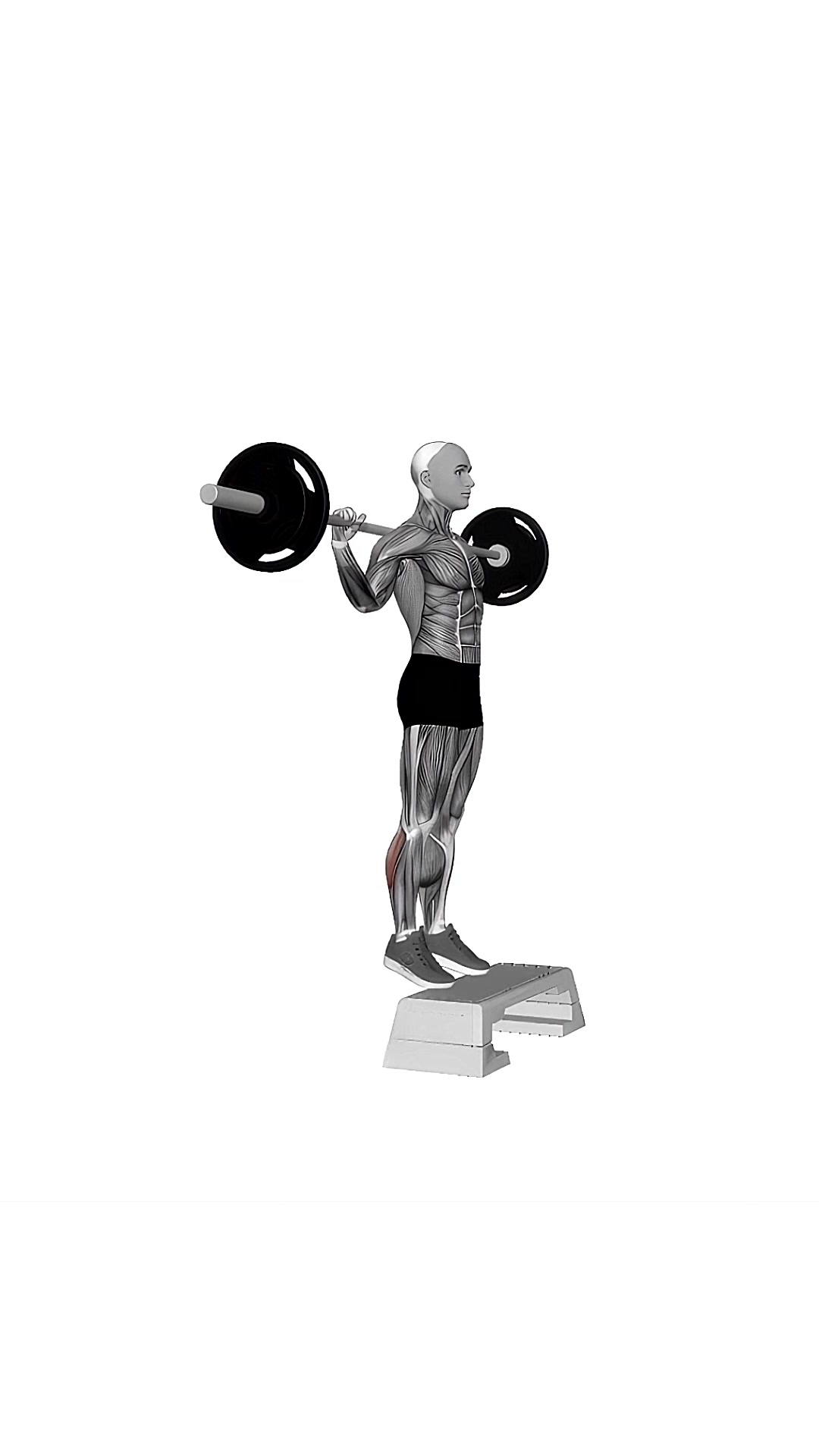 Barbell Standing Leg Calf Raises