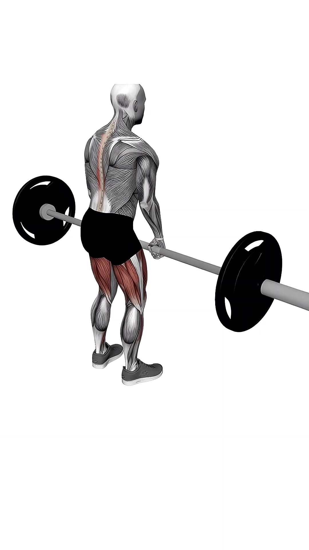Barbell Stiff Leg Deadlift