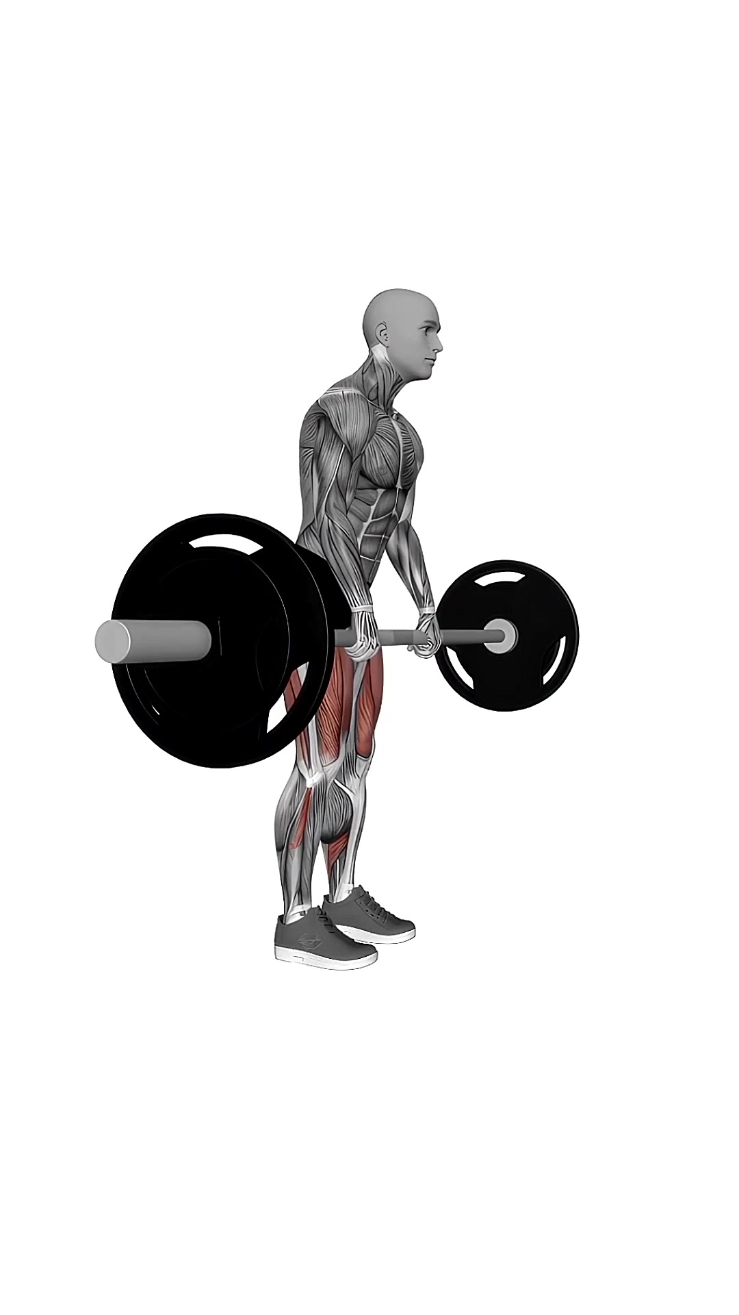 Barbell Straight Leg Deadlift