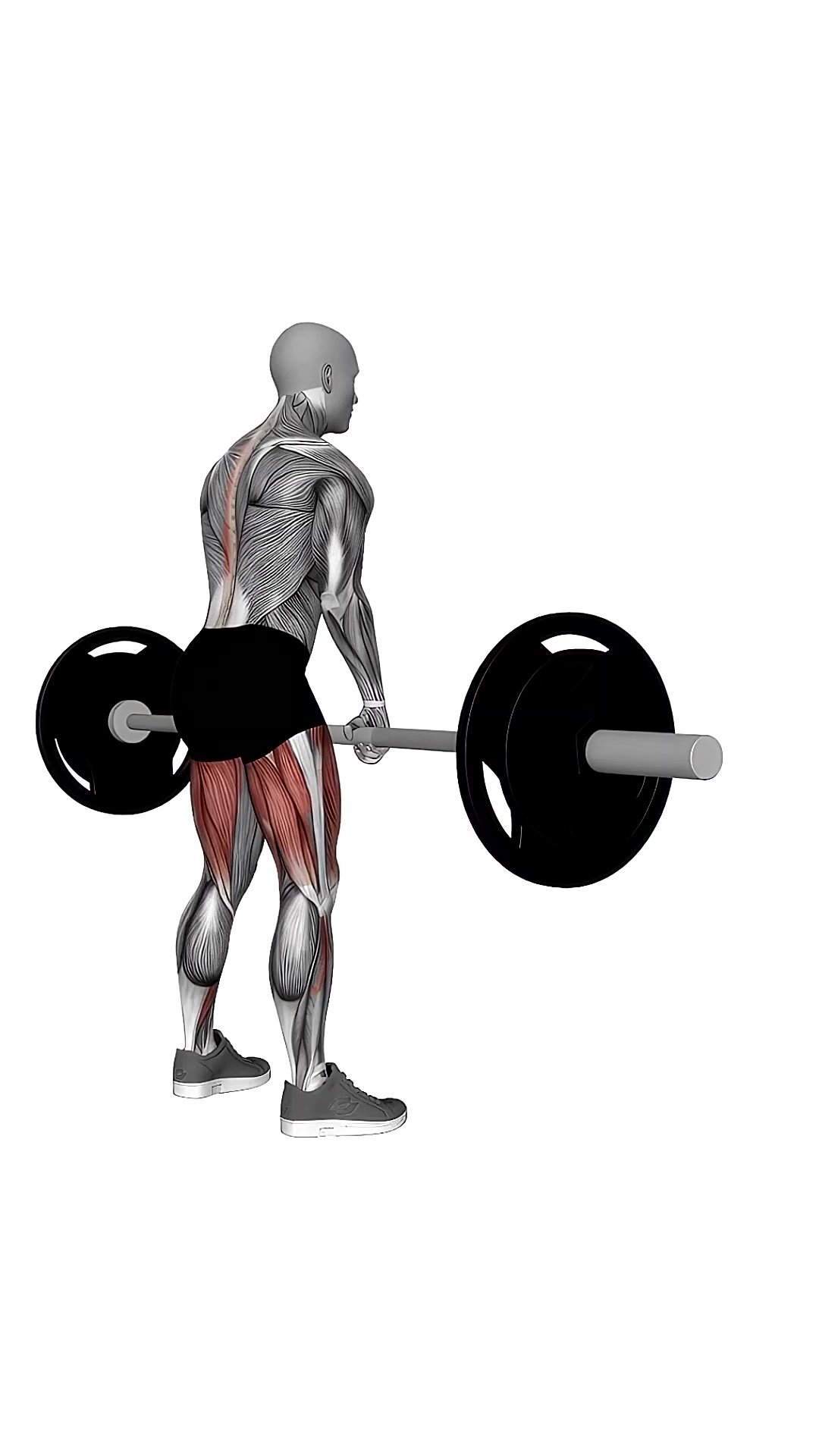 Barbell Sumo Romanian Deadlift