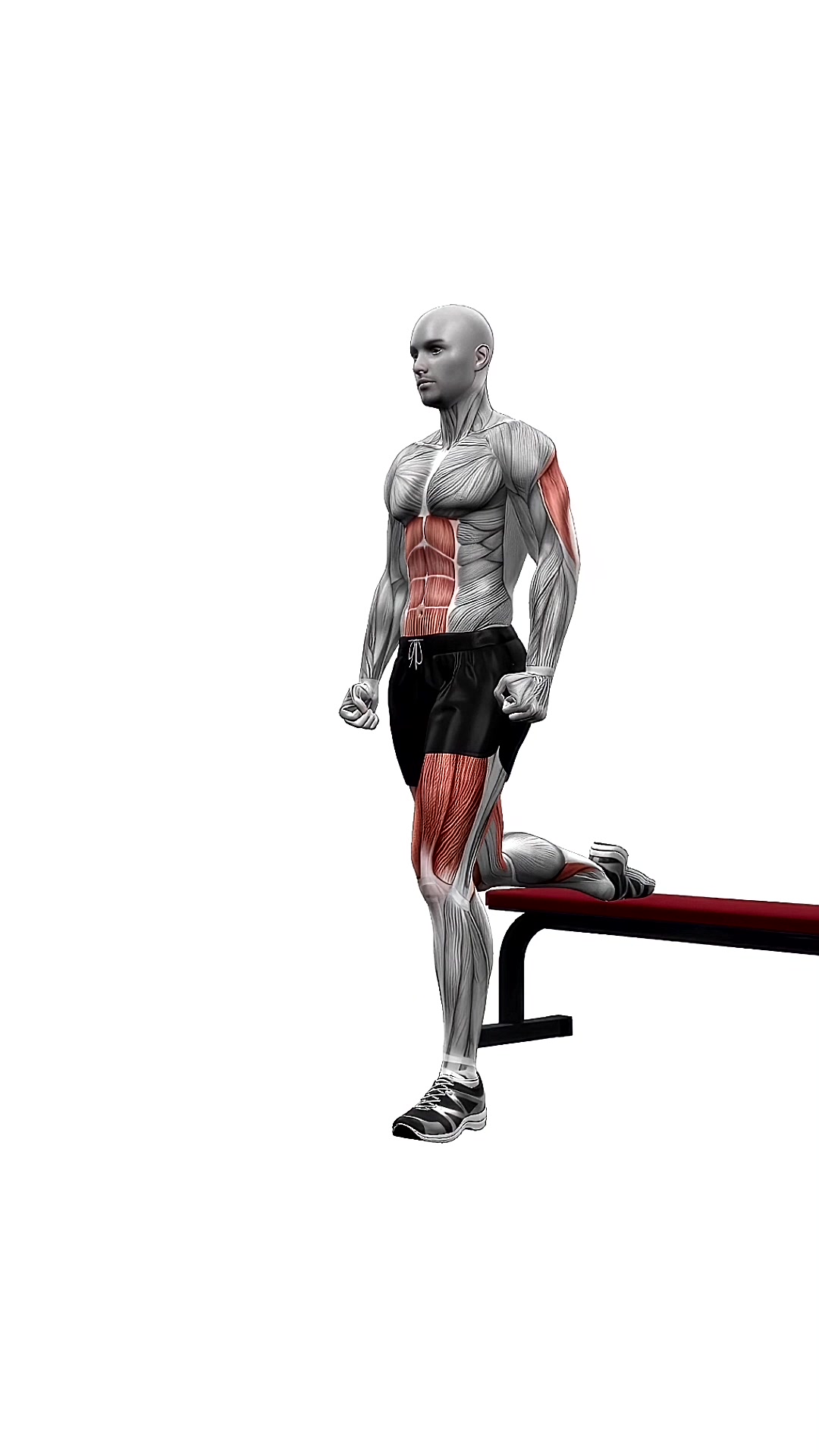 Bench Bulgarian Split Squats Left