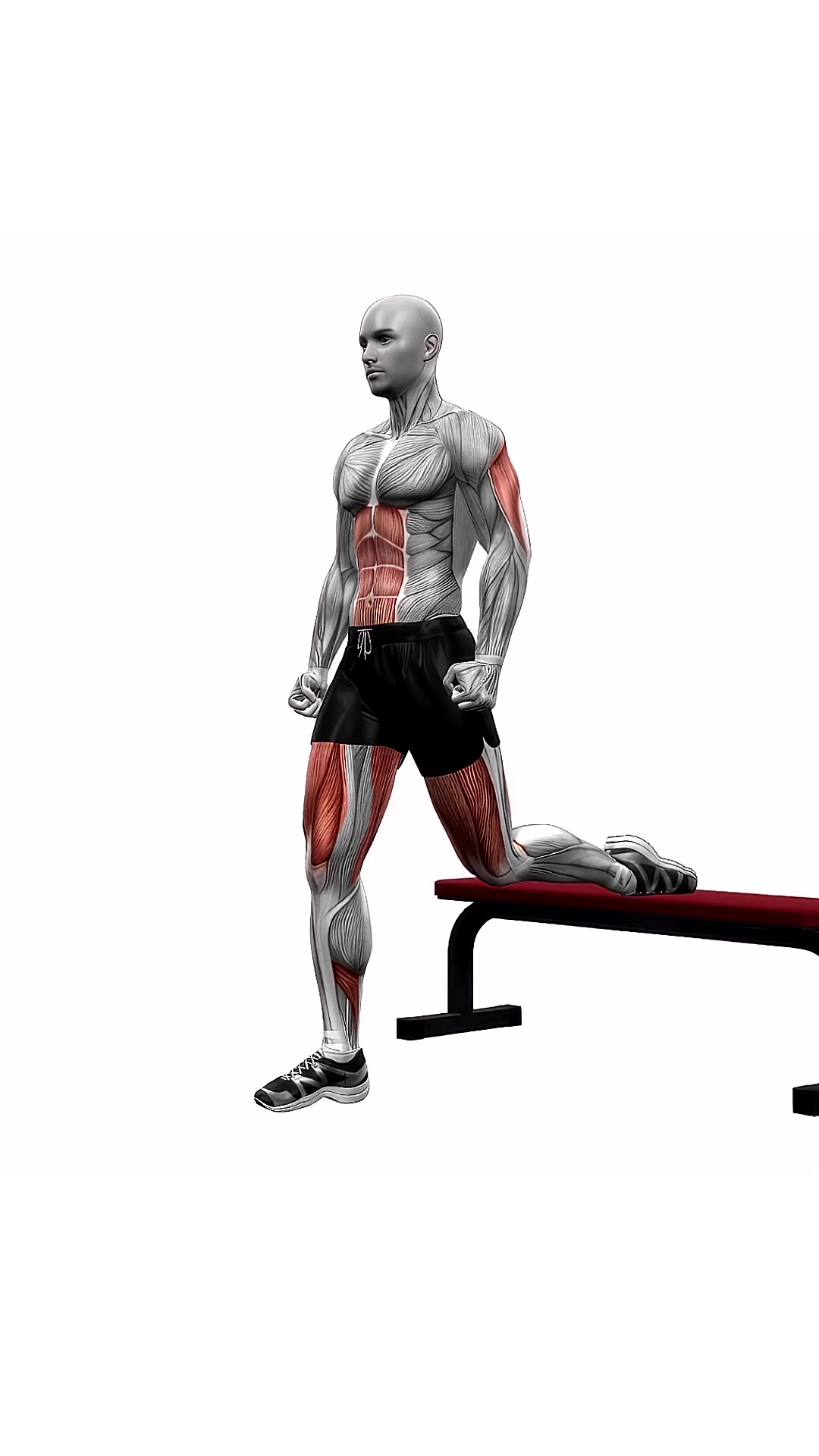Bench Bulgarian Split Squats Right