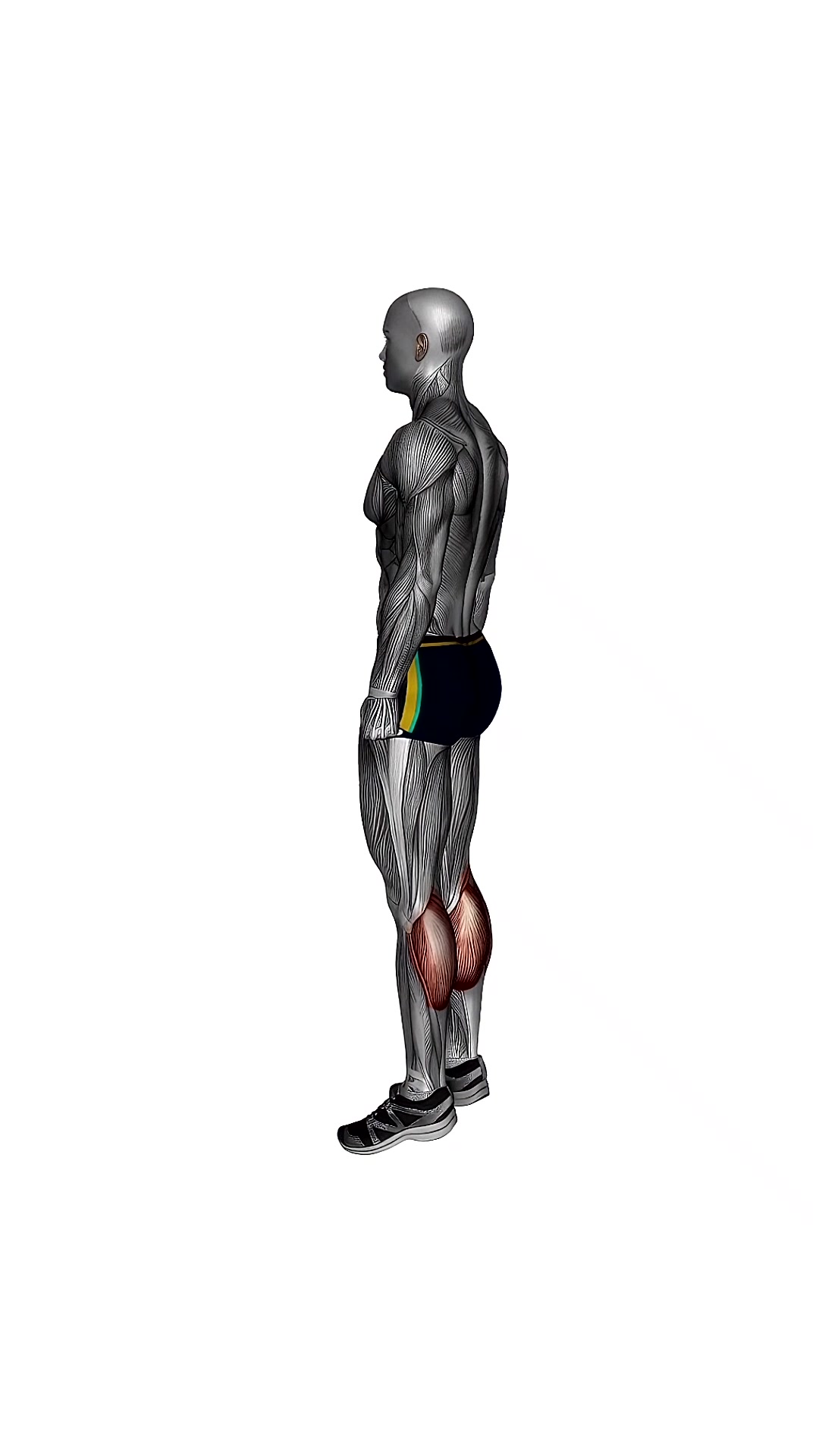 Bodyweight Calf Raises