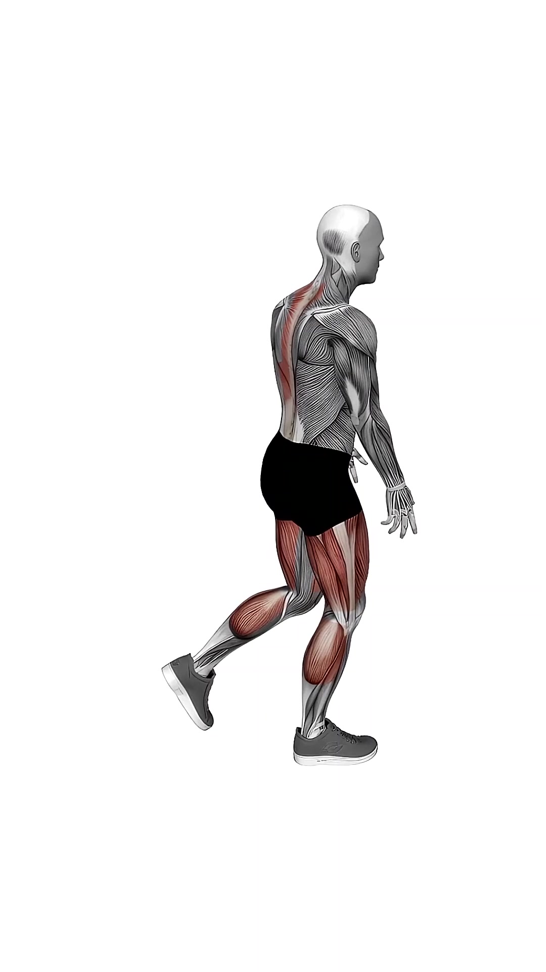 Bodyweight Single Leg Deadlift