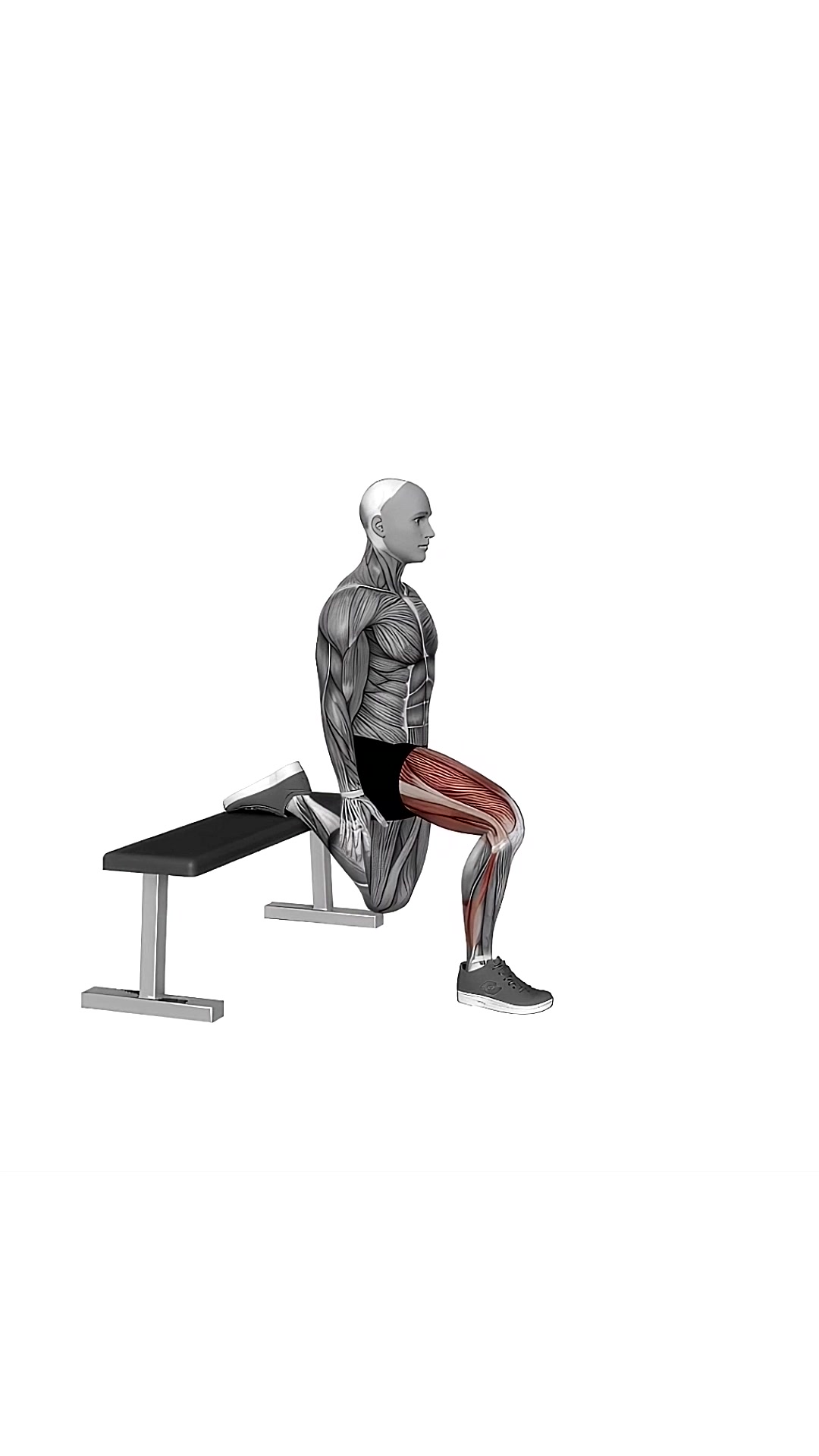 Bulgarian Split Squat