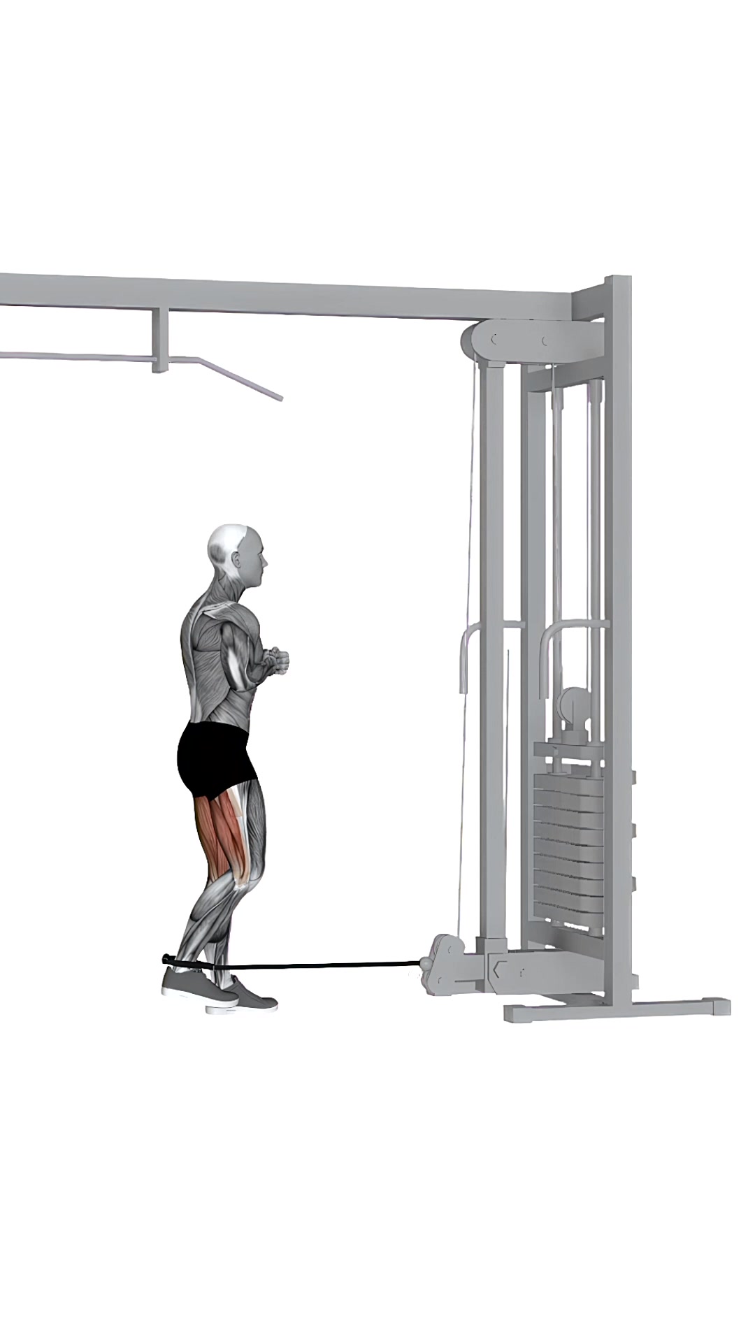Cable Hamstring Curl