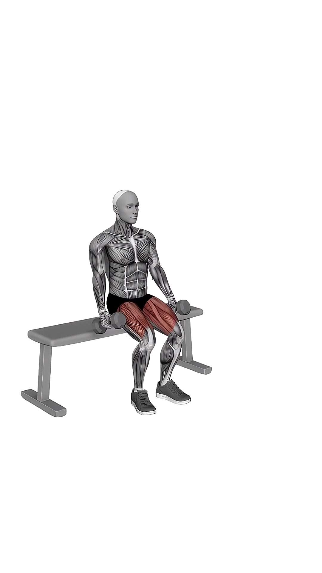 Dumbbell Bench Squat