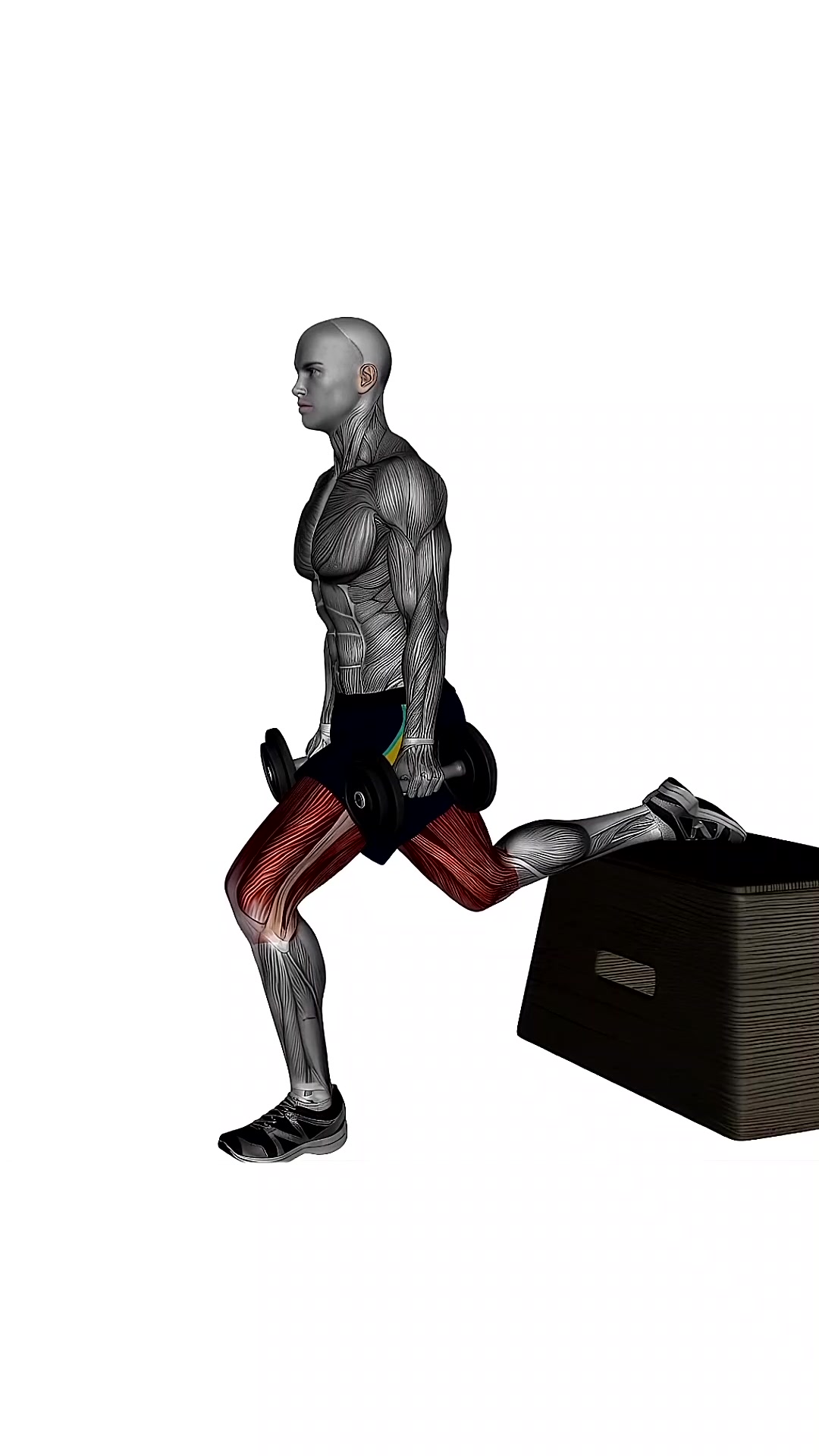 Dumbbell Bulgarian Box Split Squat