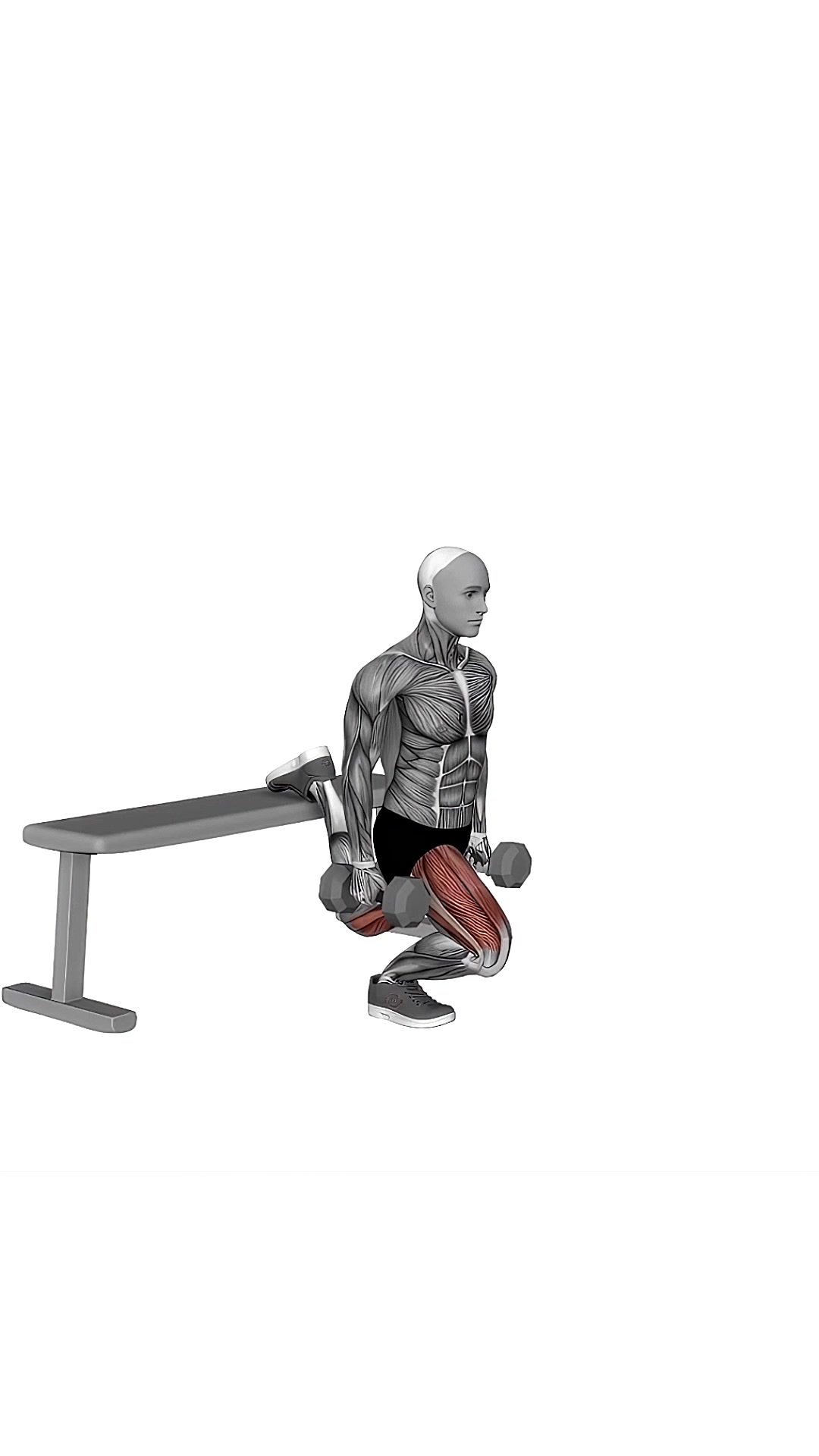 Dumbbell Bulgarian Split Squat