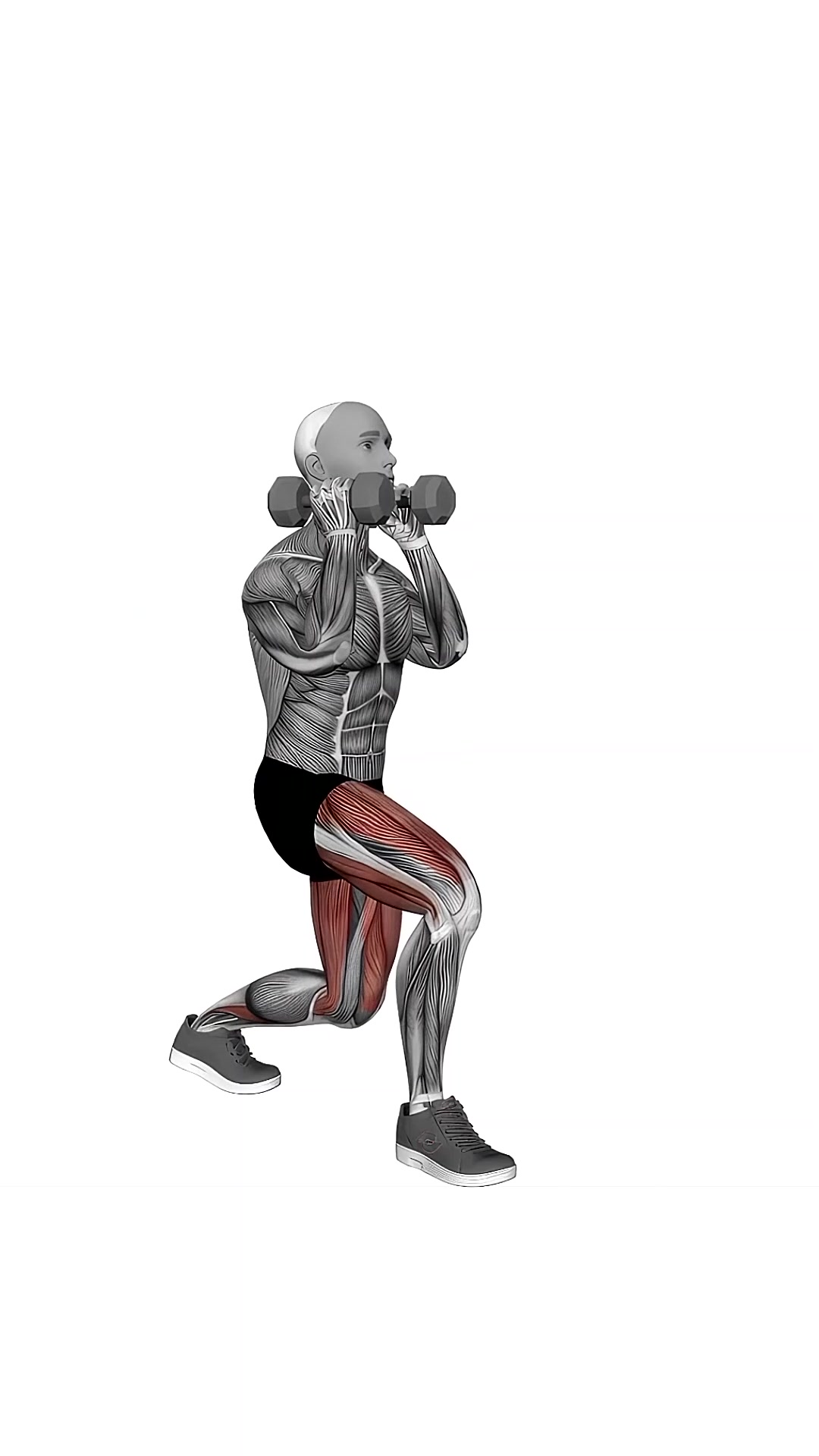 Dumbbell Front Rack Lunge