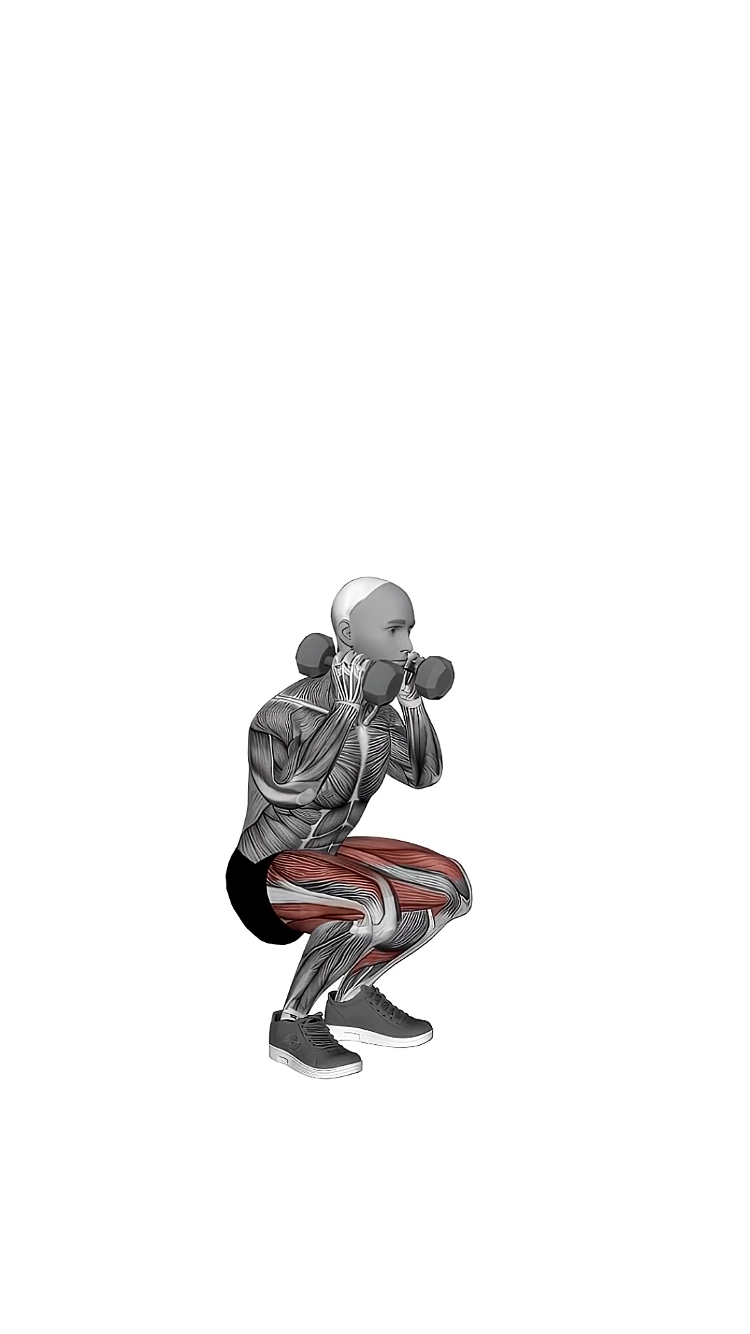 Dumbbell Front Squat