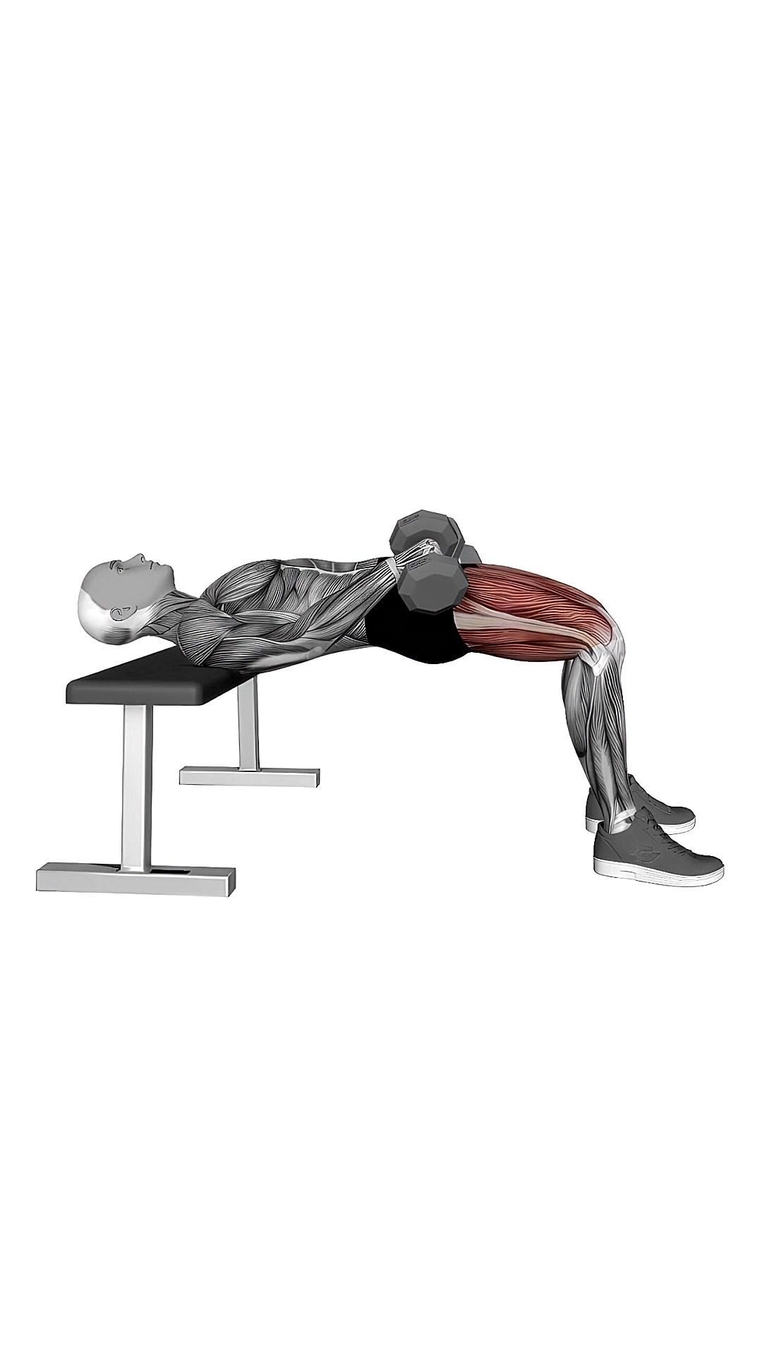 Dumbbell Hip Thrust