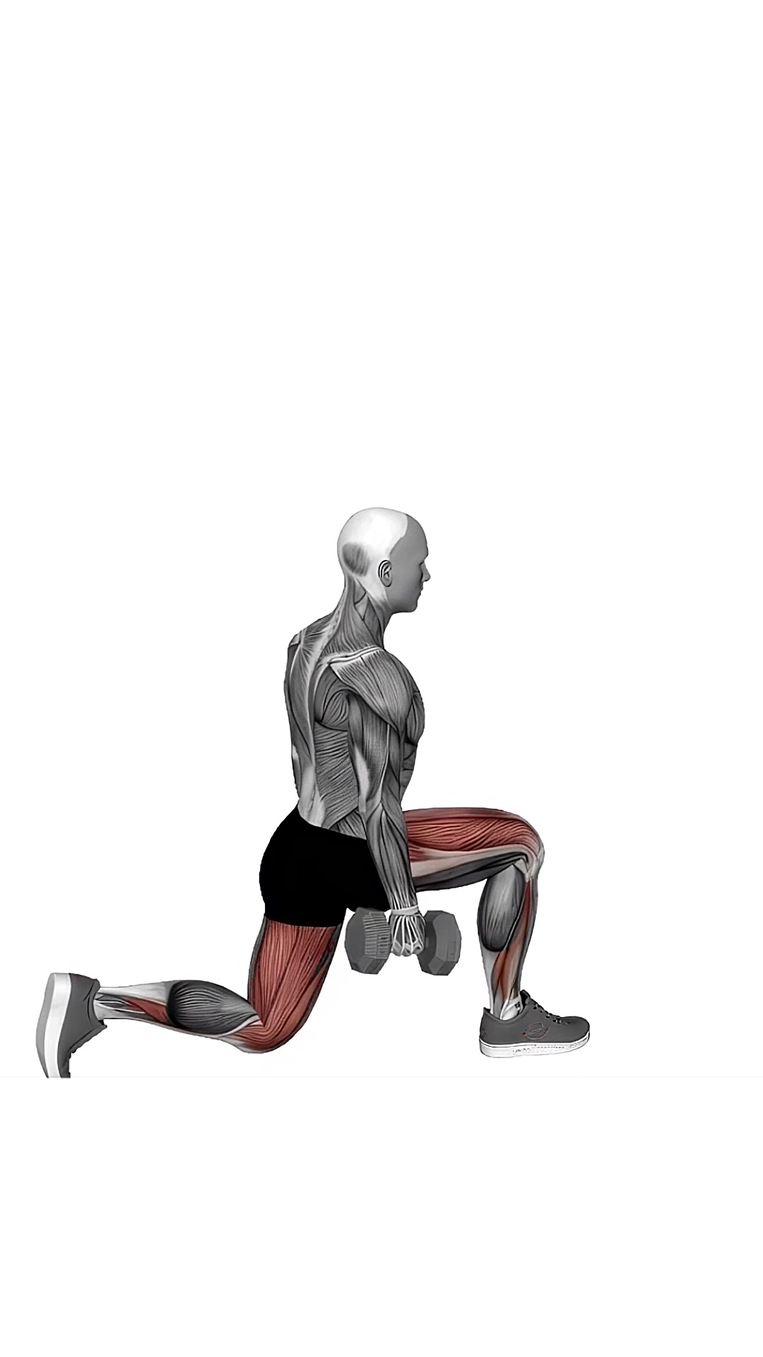 Dumbbell Rear Lunge