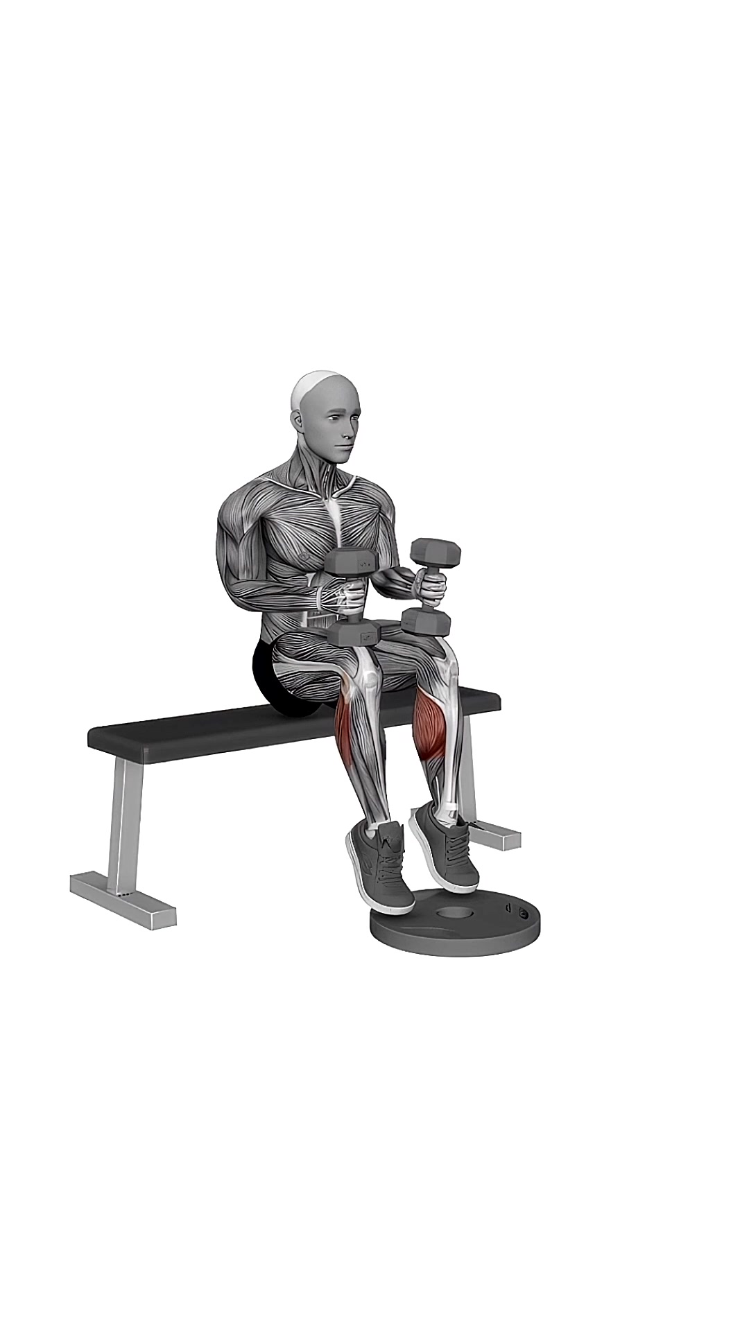 Dumbbell Seated Calf Raise