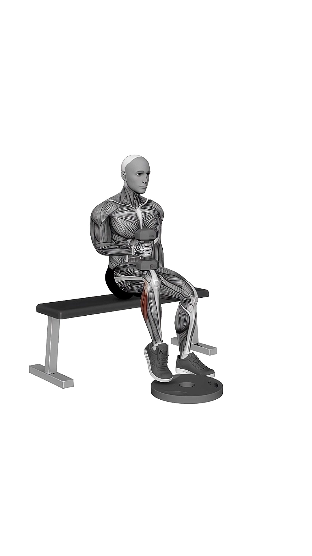 Dumbbell Seated One Leg Calf Raise Hammer Grip