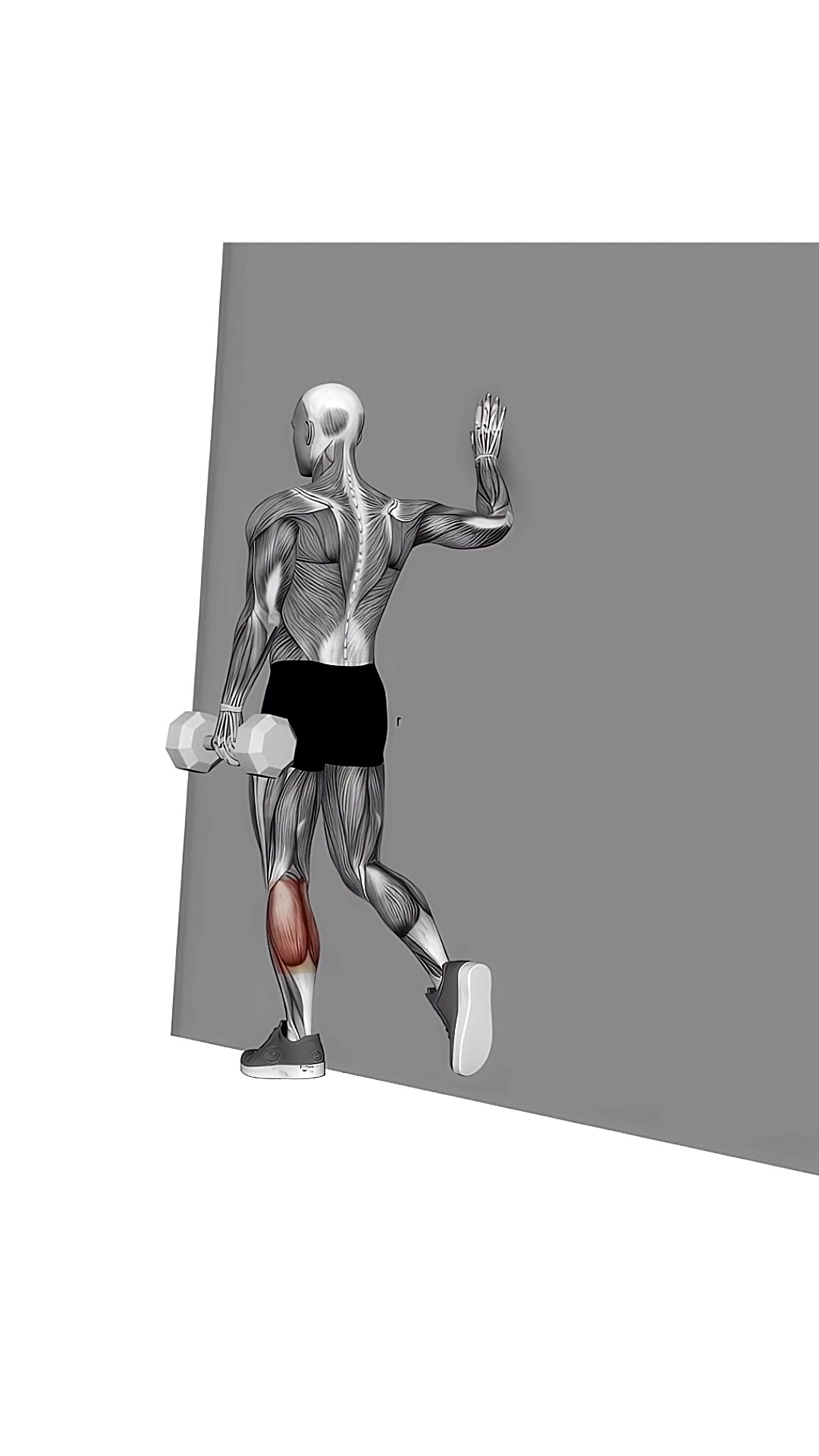 Dumbbell Single Leg Calf Raise Wall Support