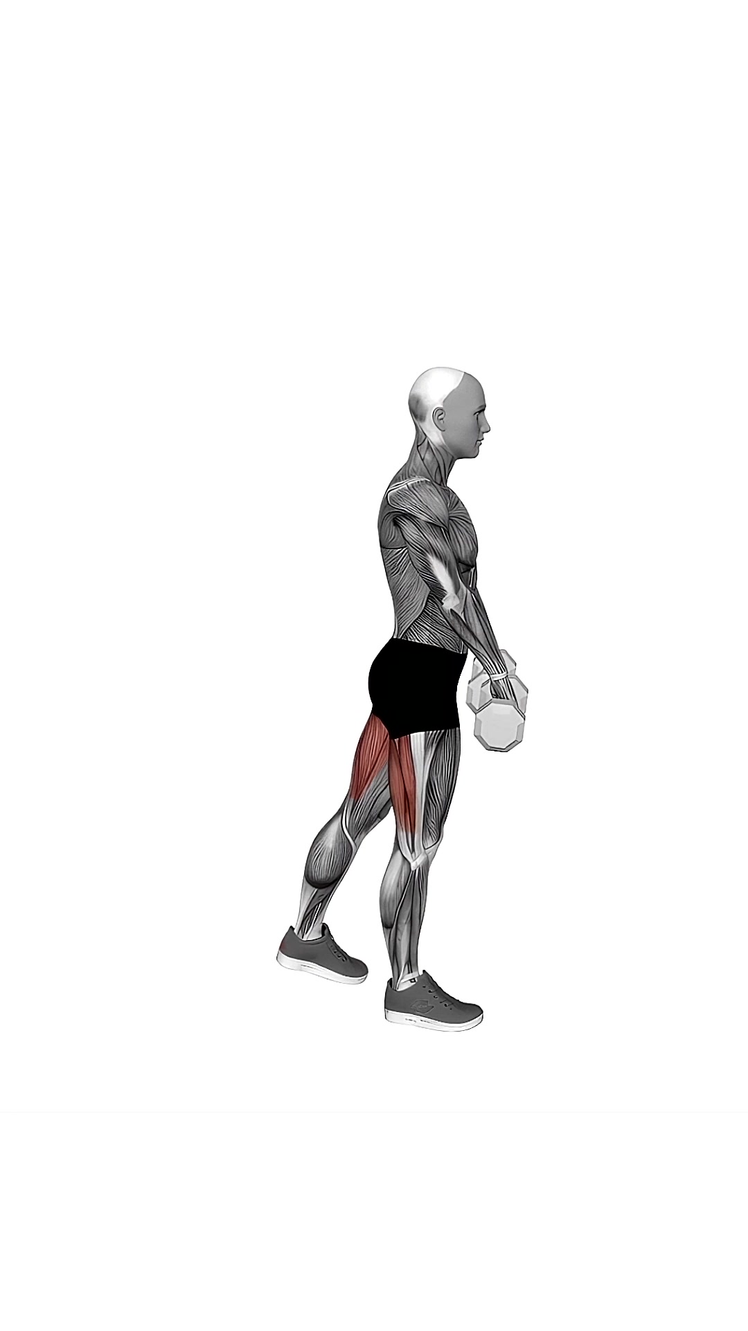Dumbbell Single Leg Deadlift