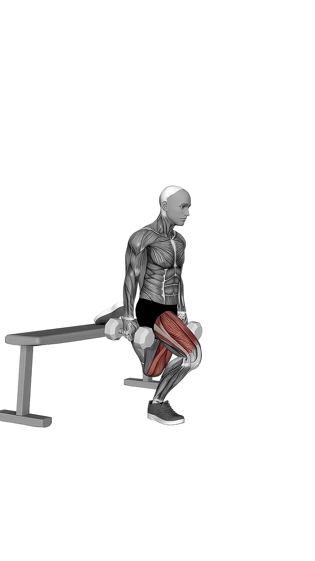 Dumbbell Single Leg Split Squat