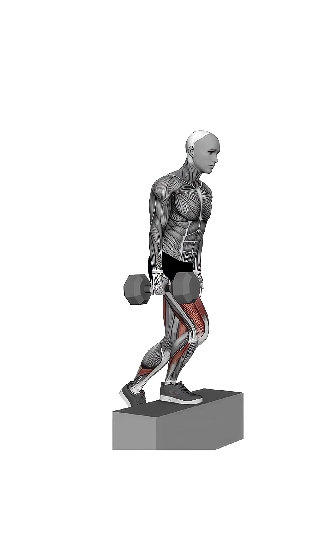 Dumbbell Single Leg Step-up