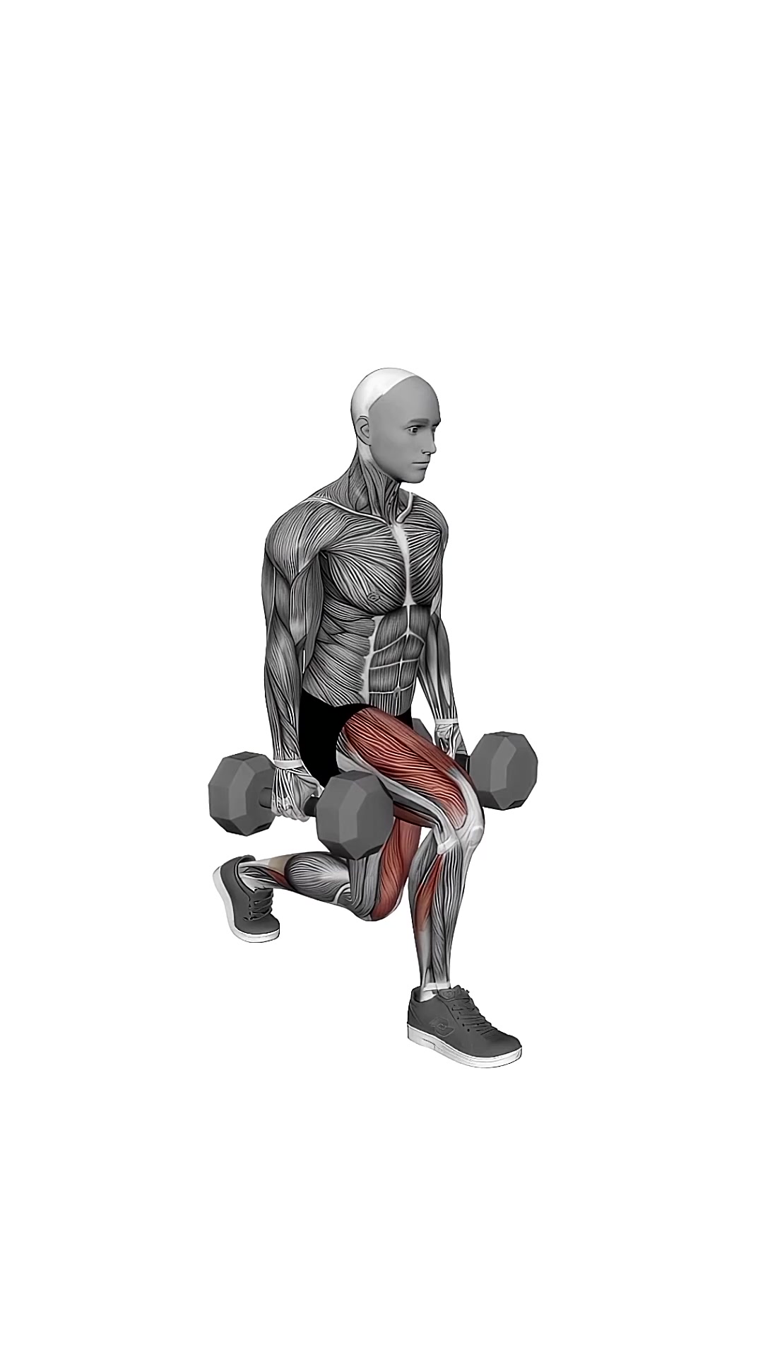 Dumbbell Split Squat