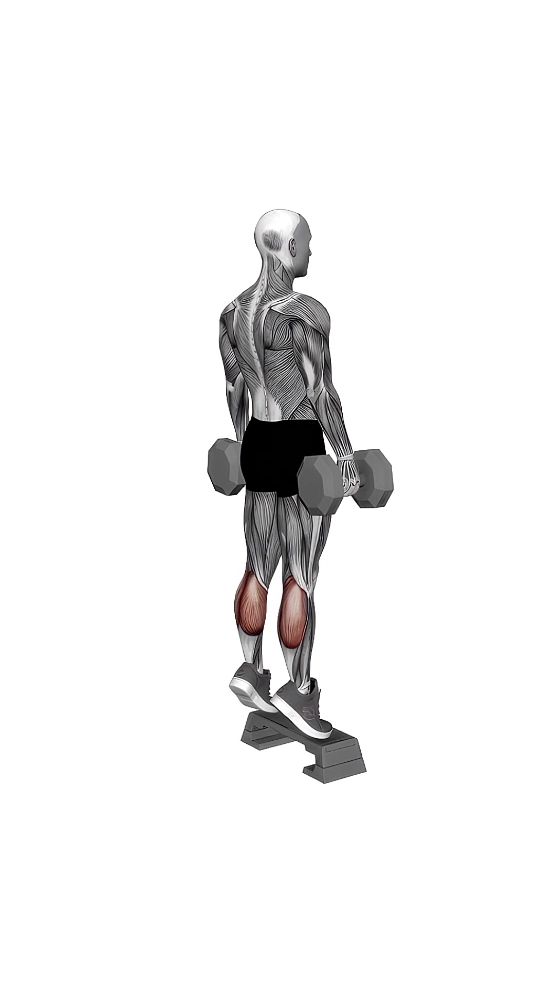 Dumbbell Standing Calf Raise On Step