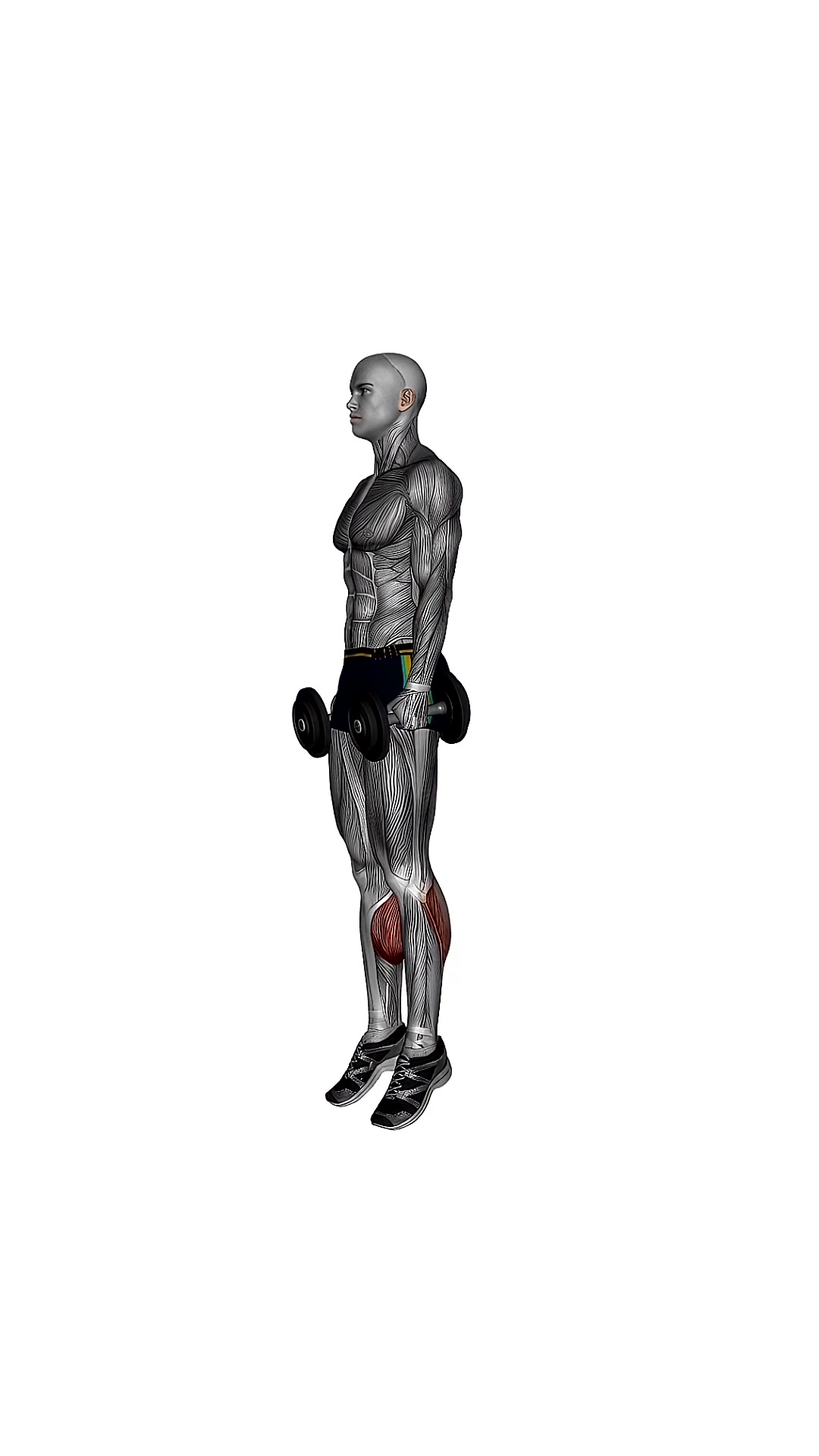 Dumbbell Standing Calf Raise