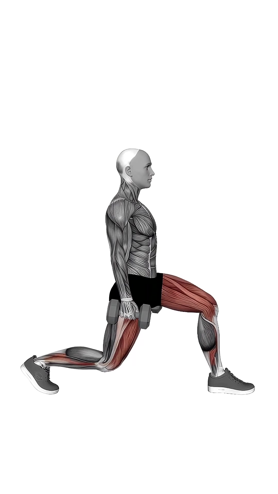 Dumbbell Static Lunge