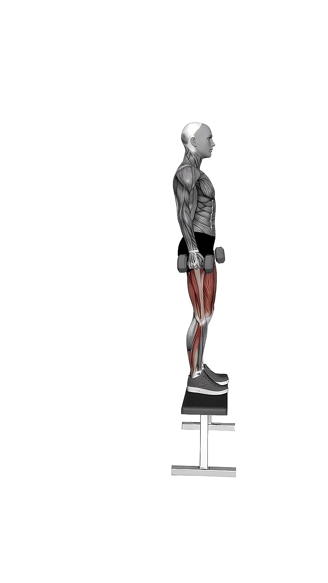 Dumbbell Step Up On Bench