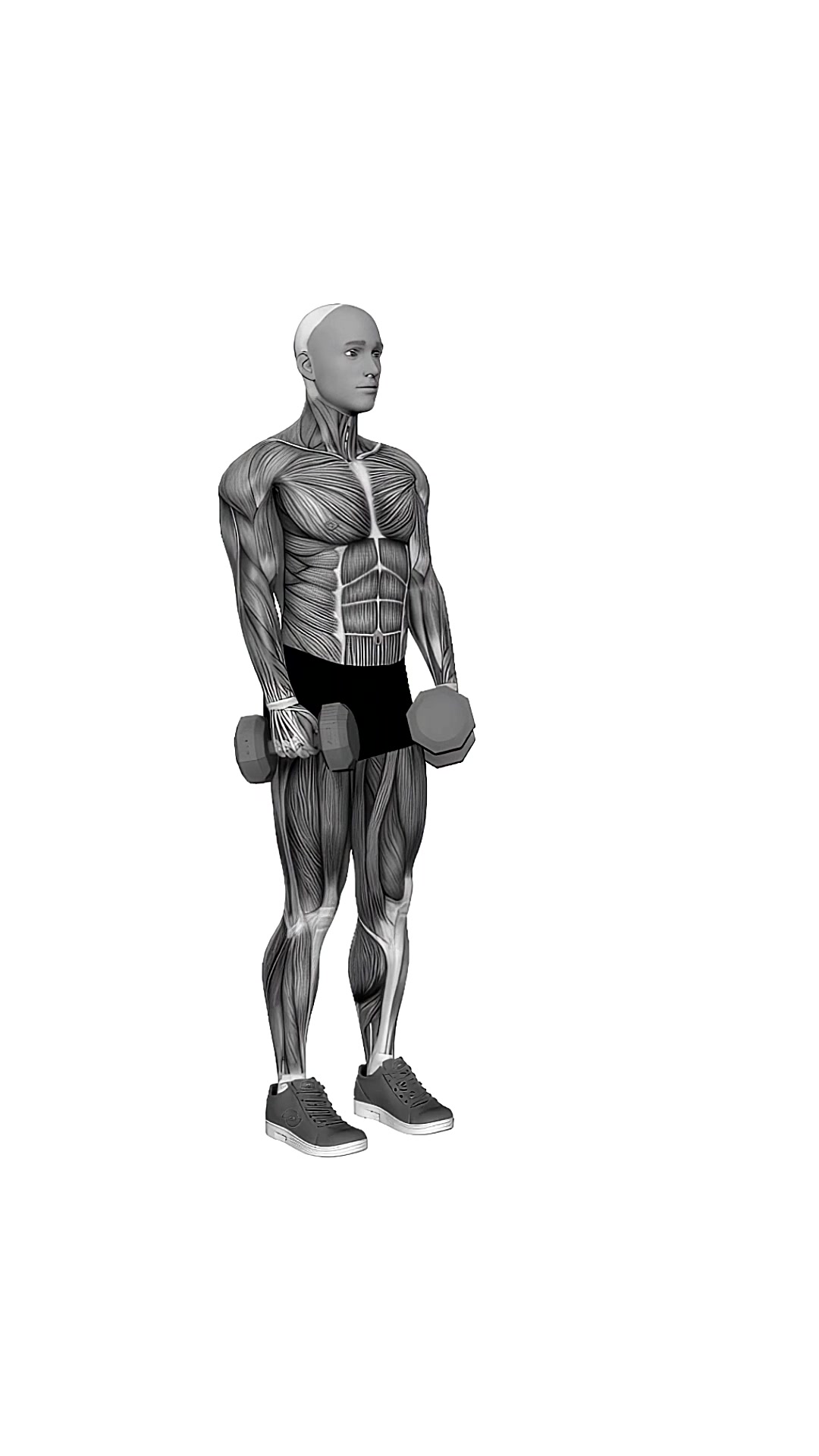 Dumbbell Stiff Leg Deadlift