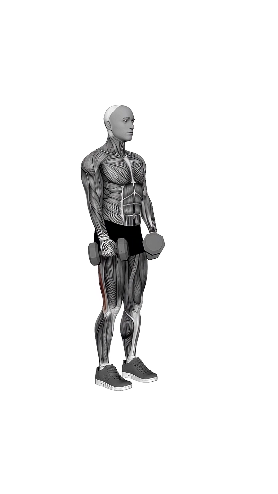 Dumbbell Straight Leg Deadlift