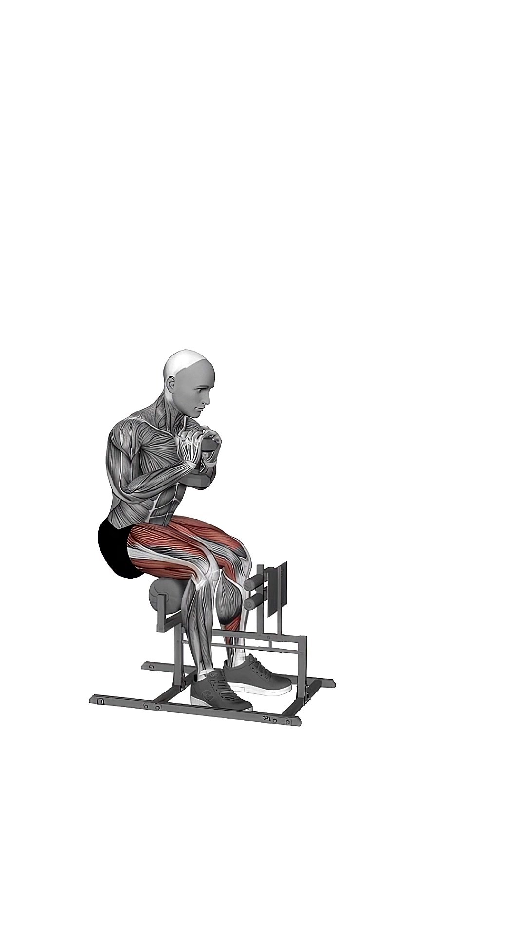 Dumbbell Supported Sissy Squat