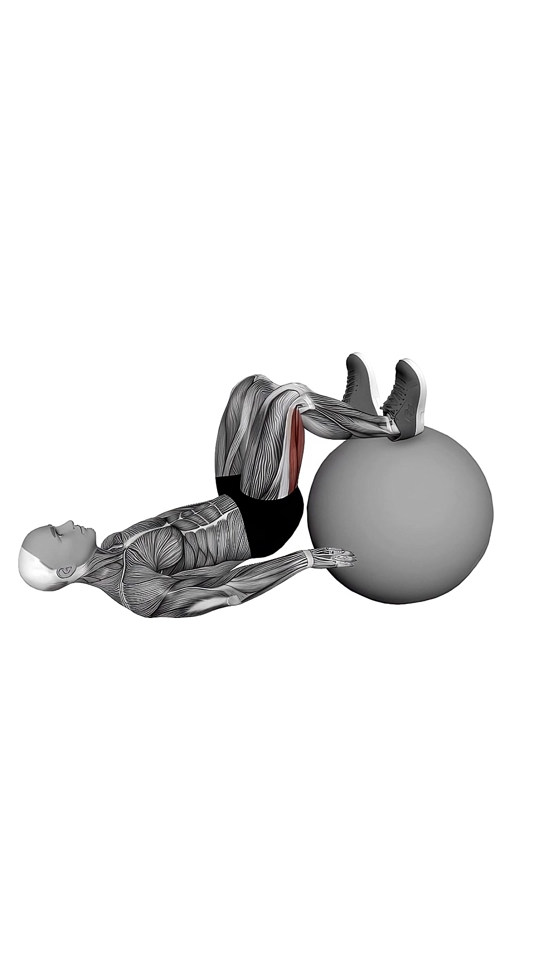 Exercise Ball Leg Curl