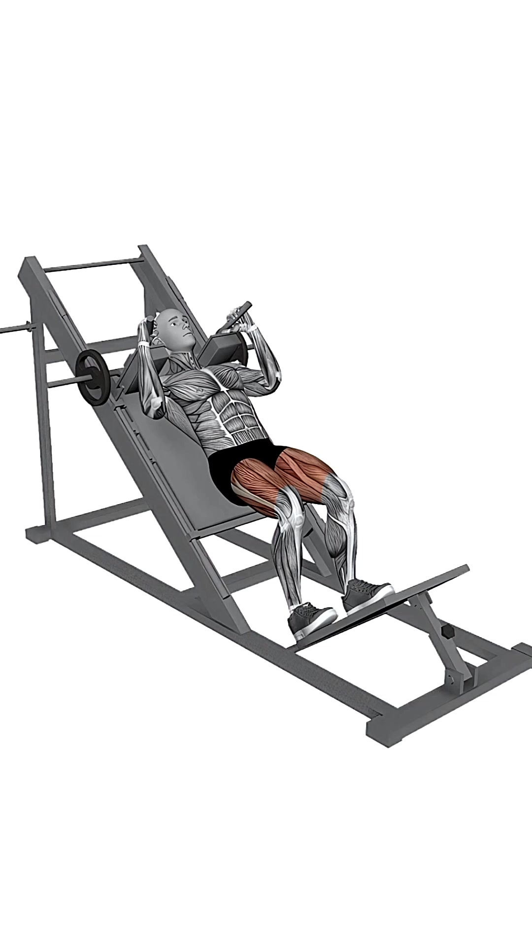 Hack Squat Machine Squat