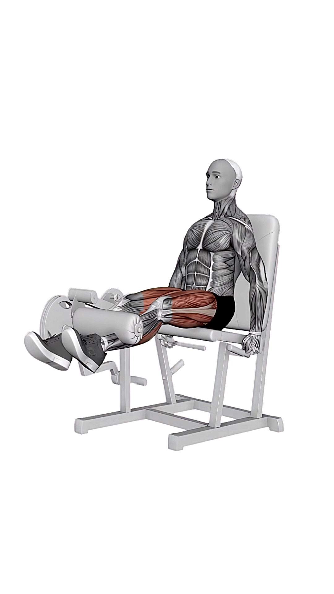 Lever Leg Extension