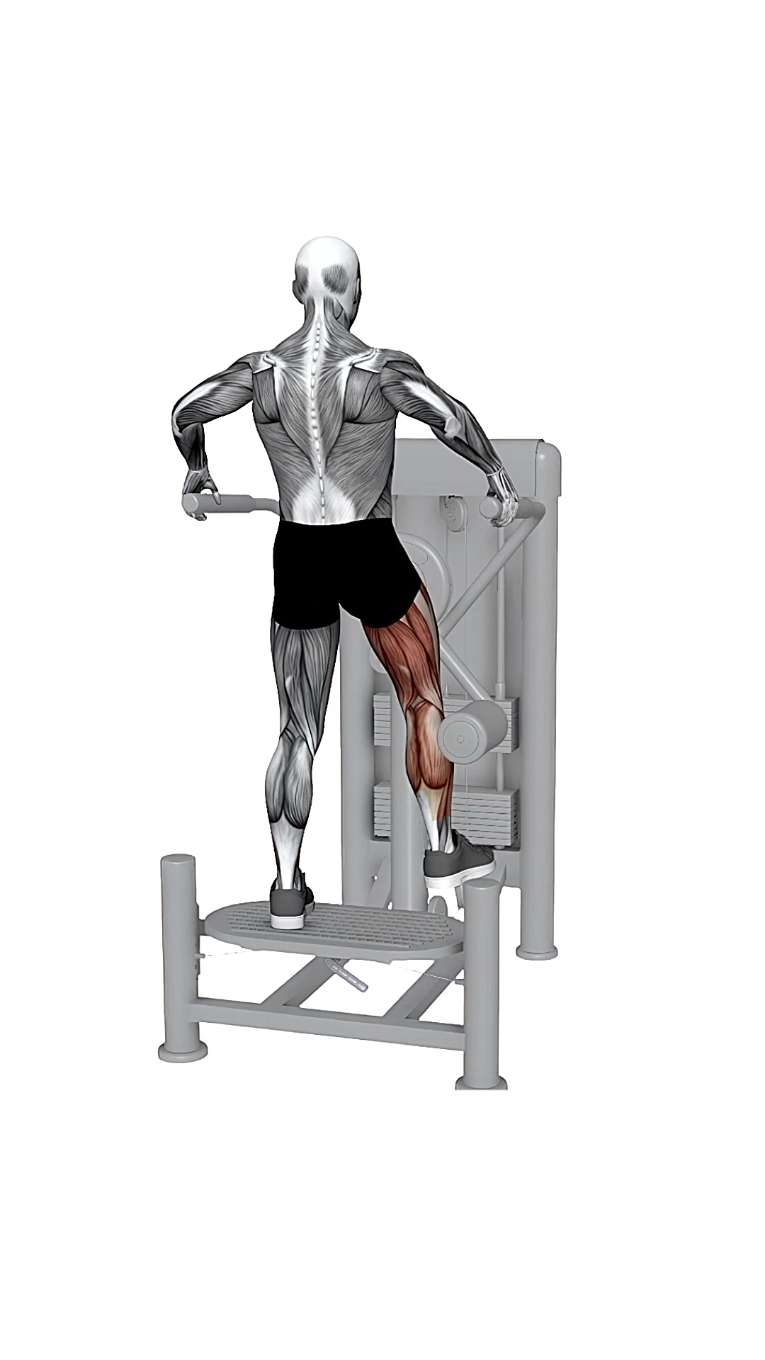 Multi Hip Abduction