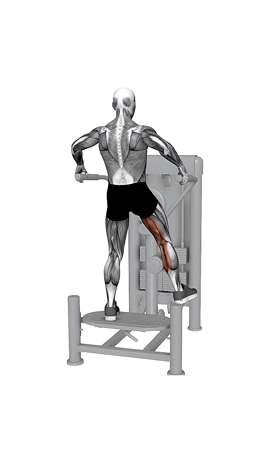 Multi Hip Adduction