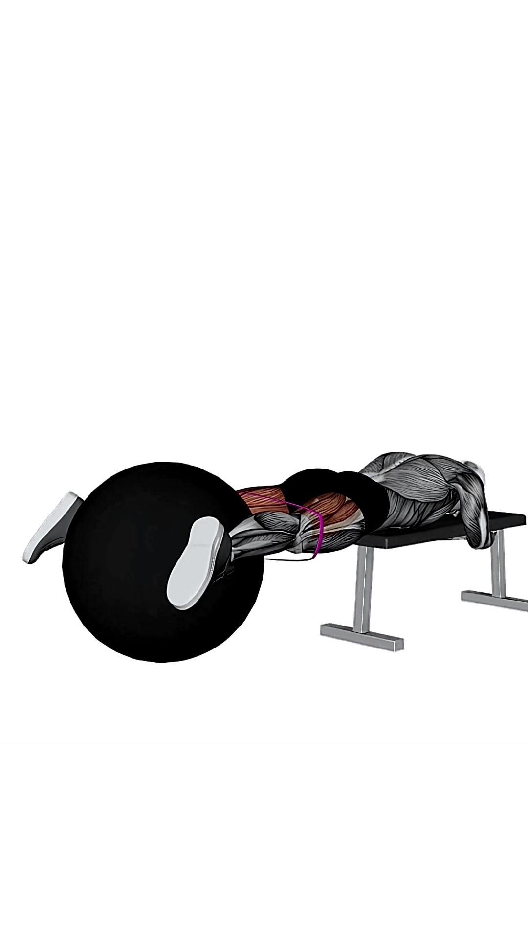 Resistance Band Reverse Hyper With Stability Ball On Flat Bench
