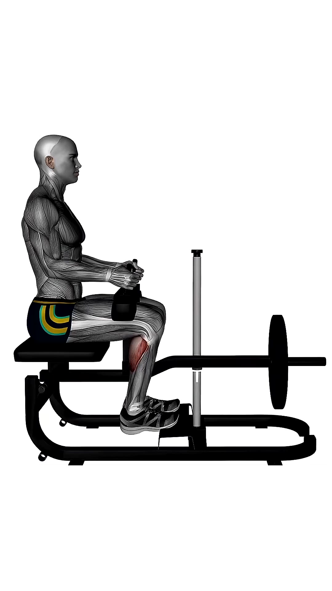 Seated Calf Machine