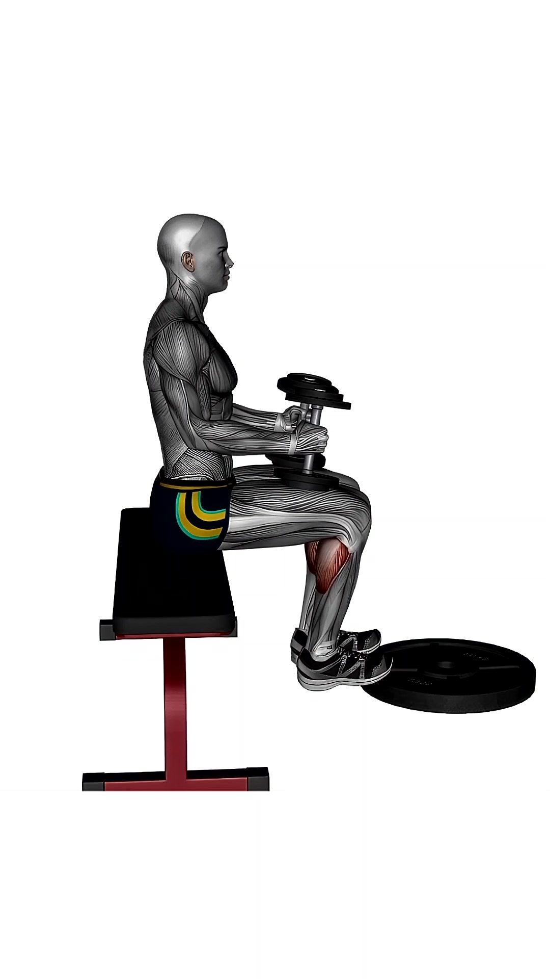 Seated Calf Raises Dumbbell On Knee
