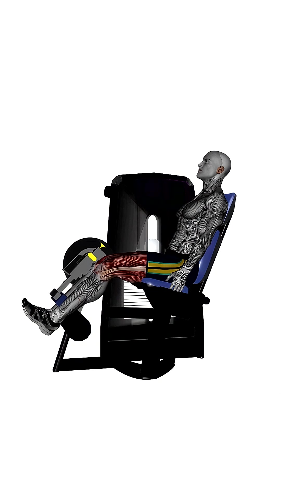 Seated Leg Curl Machine